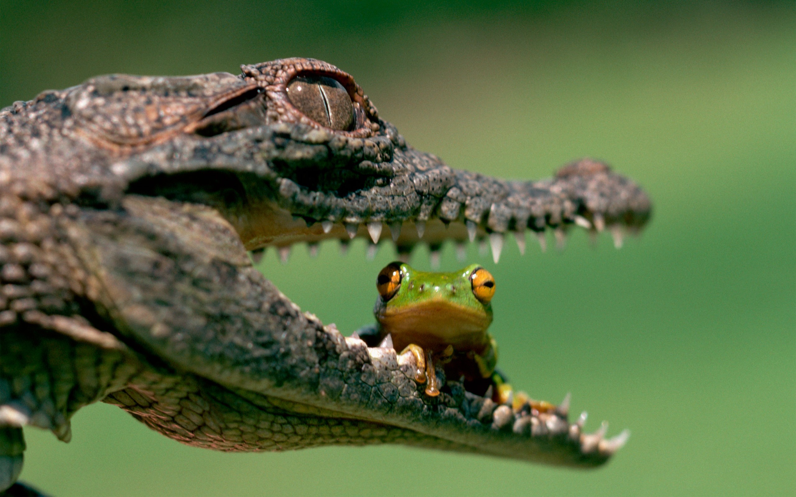 Animals Alligators Frog Amphibian 2560x1600