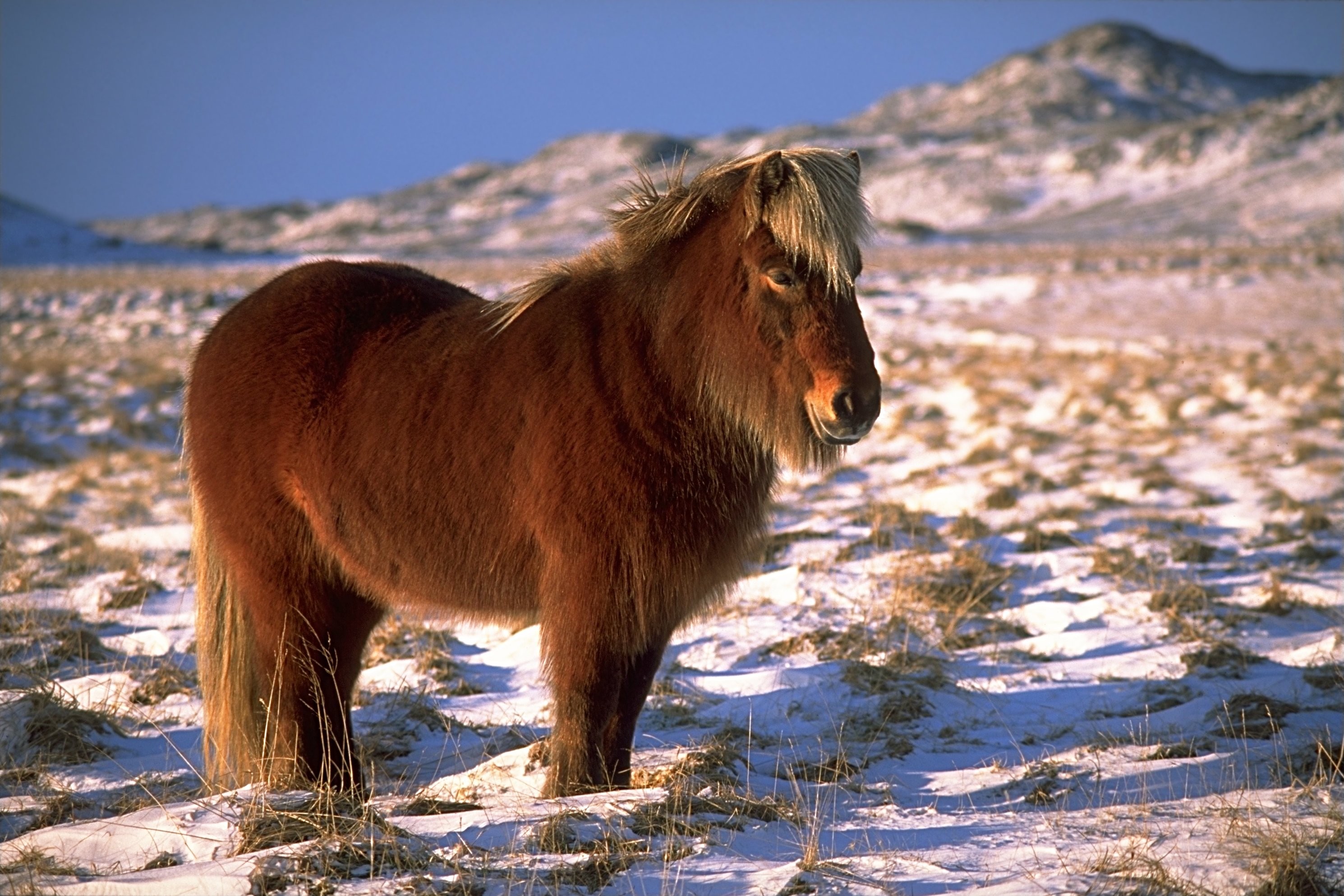 Horse Pony 2980x1987