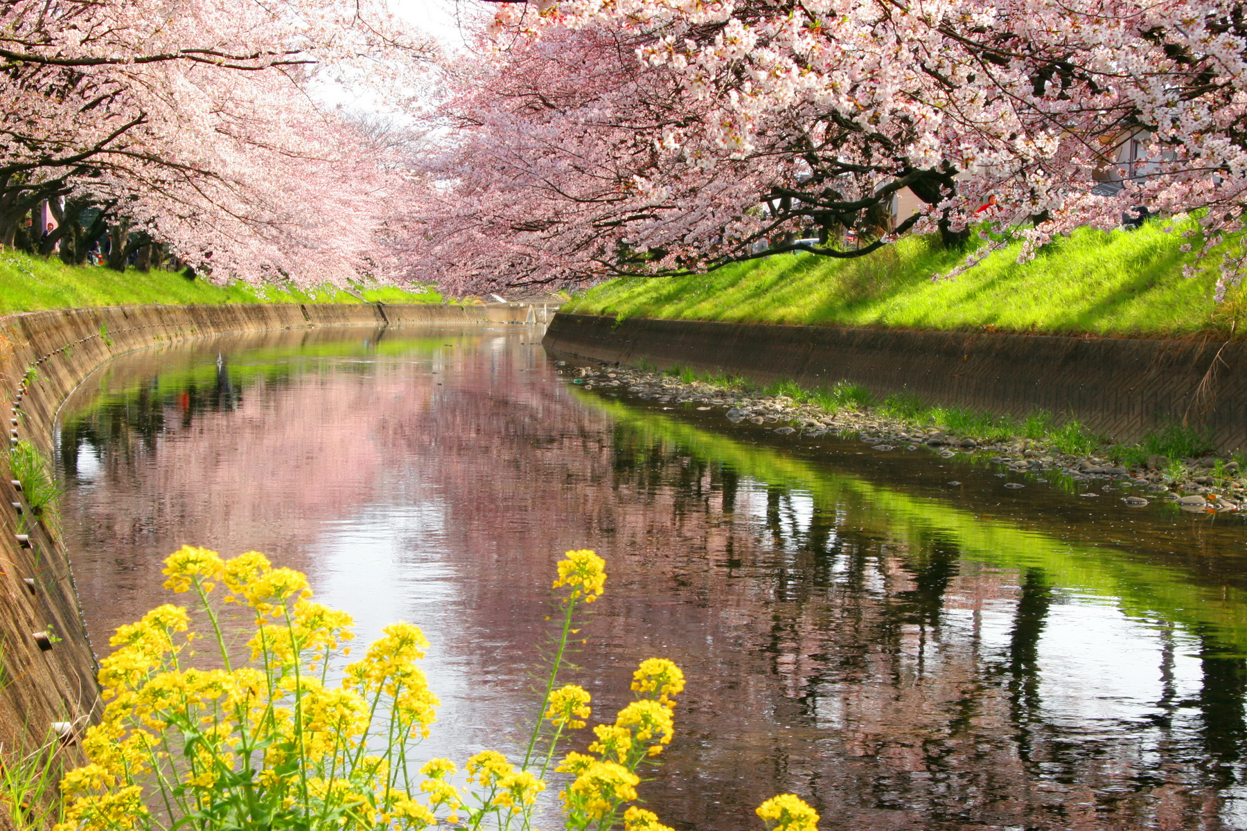 Spring Flower Cherry Tree Canal Reflection Blossom 1800x1200