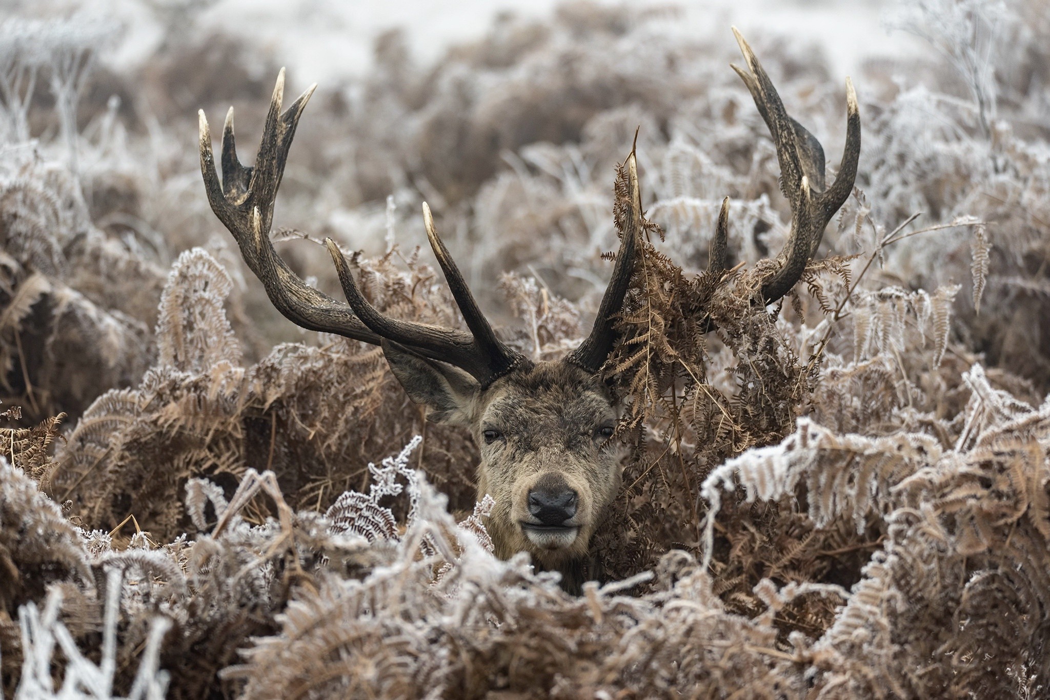 Nature Animals Deer Frost Stags Brown Wildlife Looking At Viewer 2048x1367