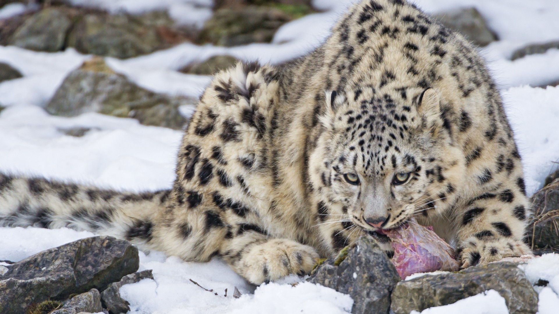 Snow Leopards Leopard Animal Big Cats Animals Mammals 1920x1080