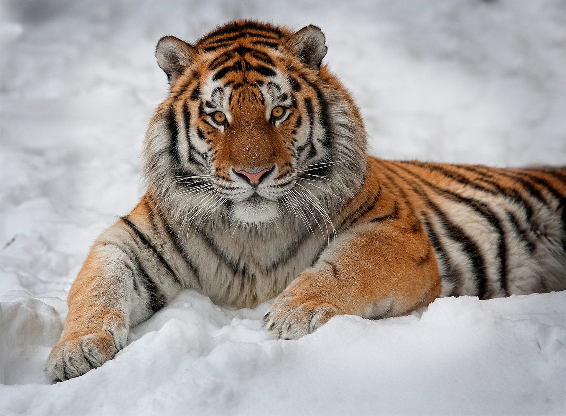Tiger Siberian Tiger Amur Tiger Snow 1920x1410