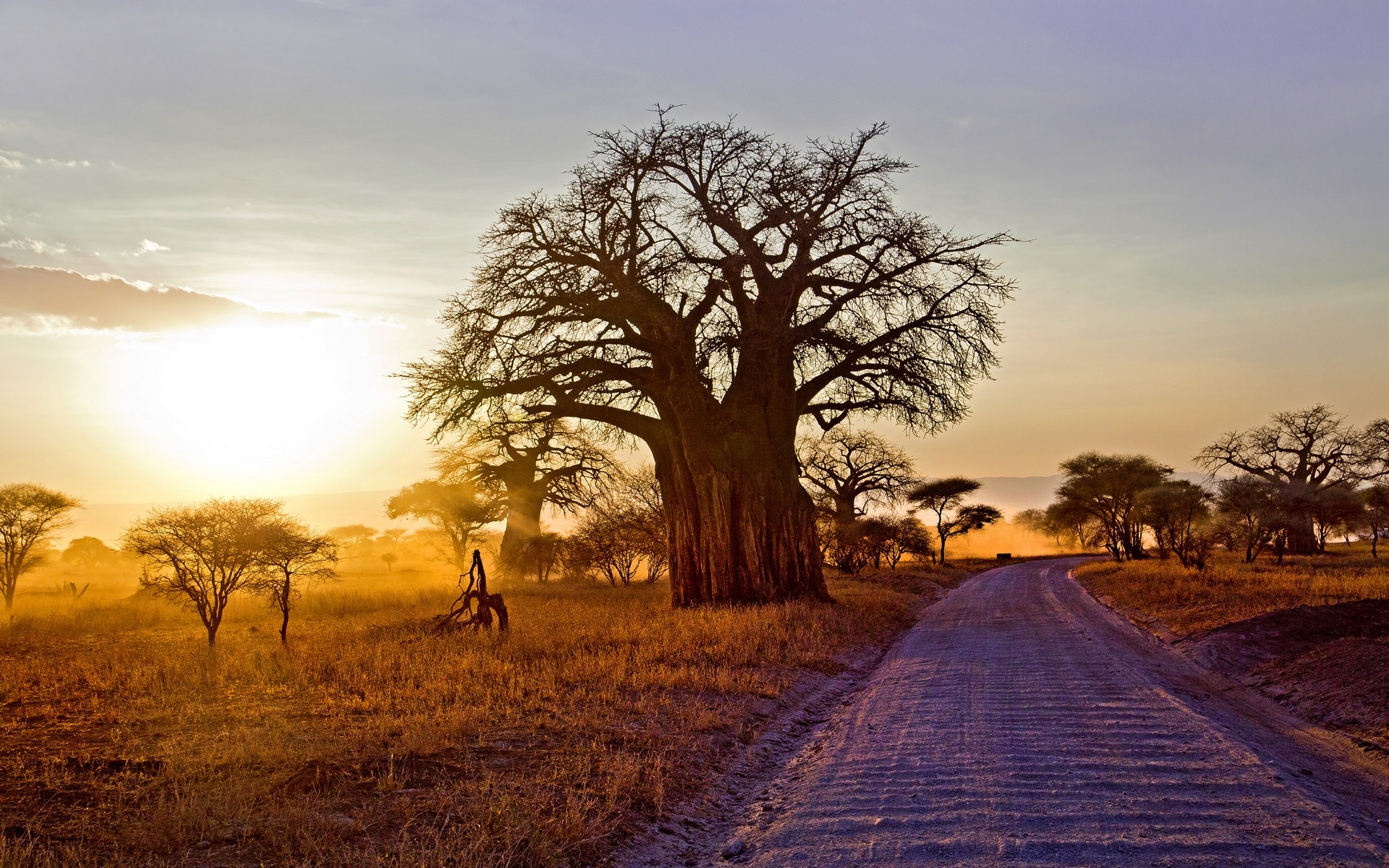 Landscape Nature Baobab Trees Dry Grass Dirt Road Shrubs Sunset Africa Tanzania Sunlight 1920x1200