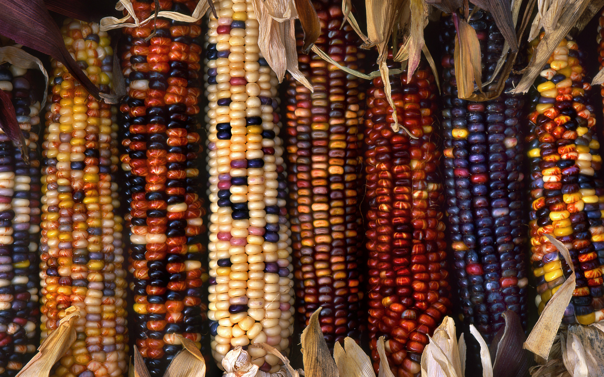 Corn Colors Colorful 1920x1200