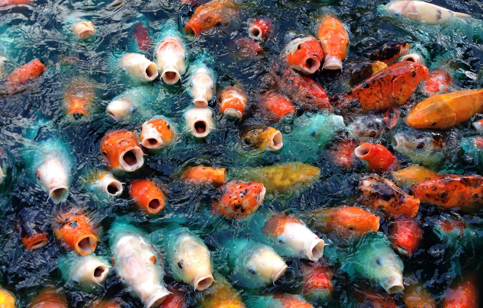 Animals Carp Fish Koi 2048x1309