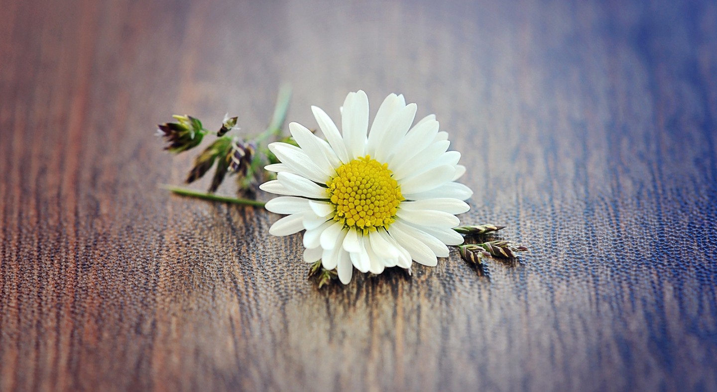 Matricaria Daisies Macro Beige Texture White Flowers 1440x788