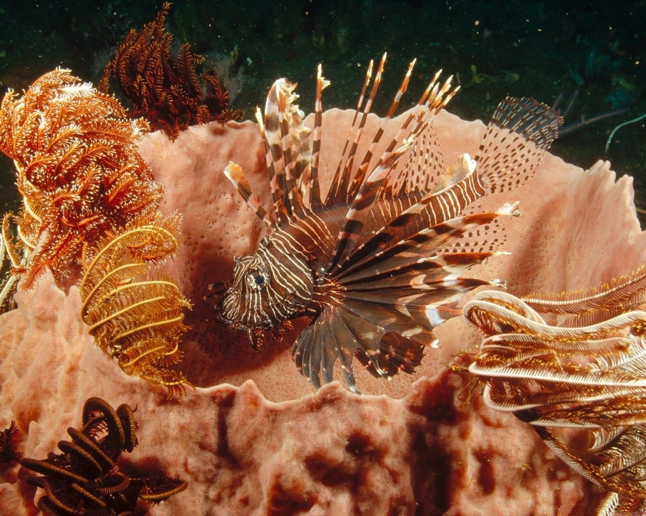 Lionfish Fish Underwater Animals 1280x1024