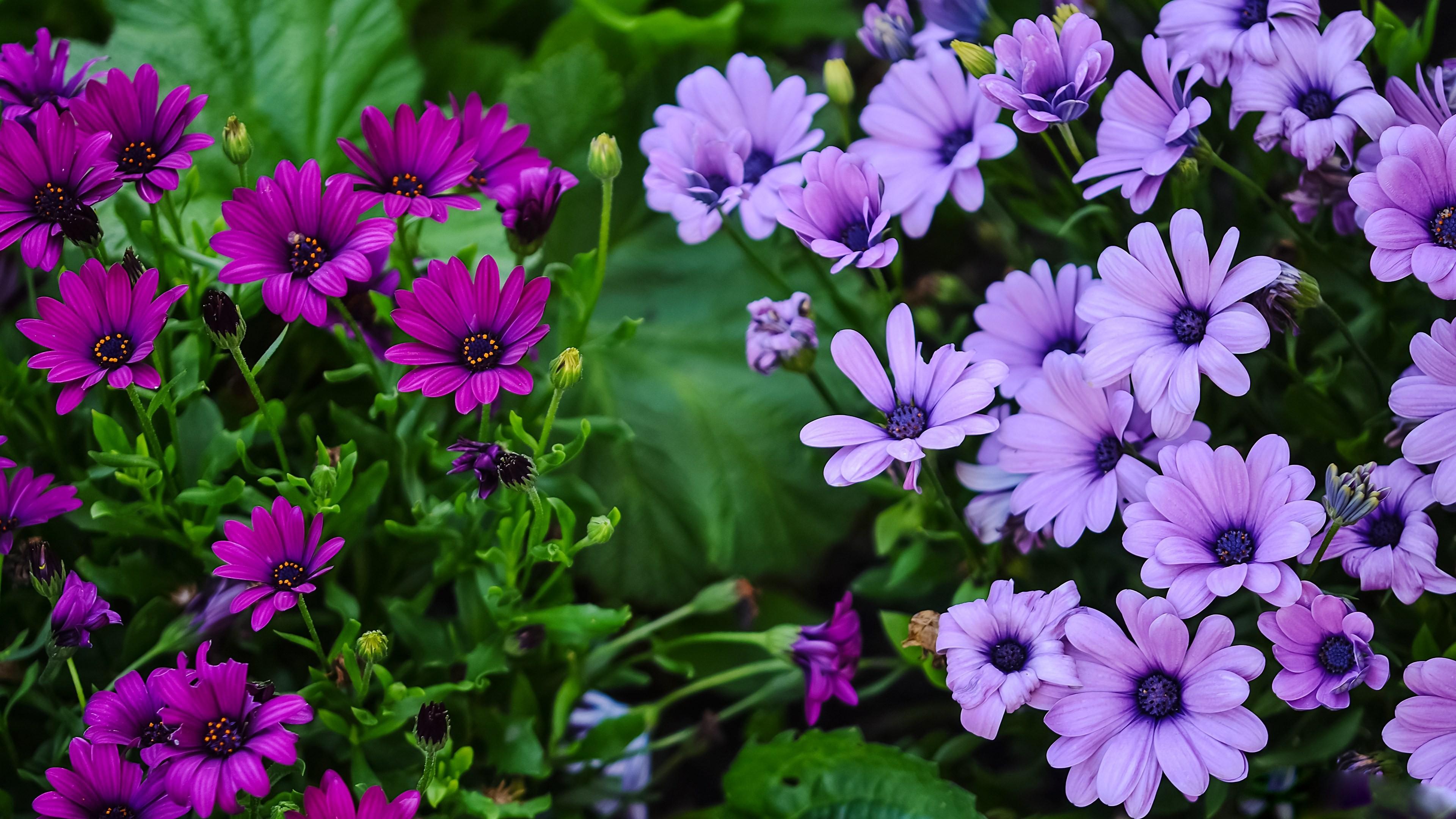 Nature Daisy Flower Purple Flower 3840x2160