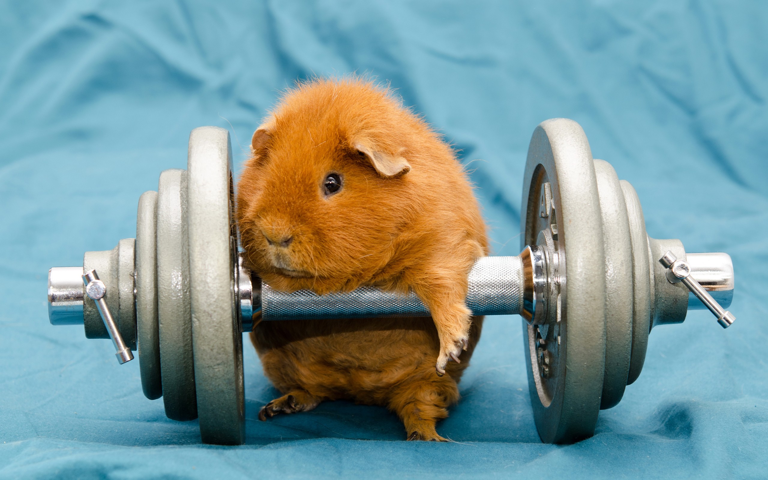 Humor Animals Dumbbells Gyms Working Out Guinea Pigs 2560x1600