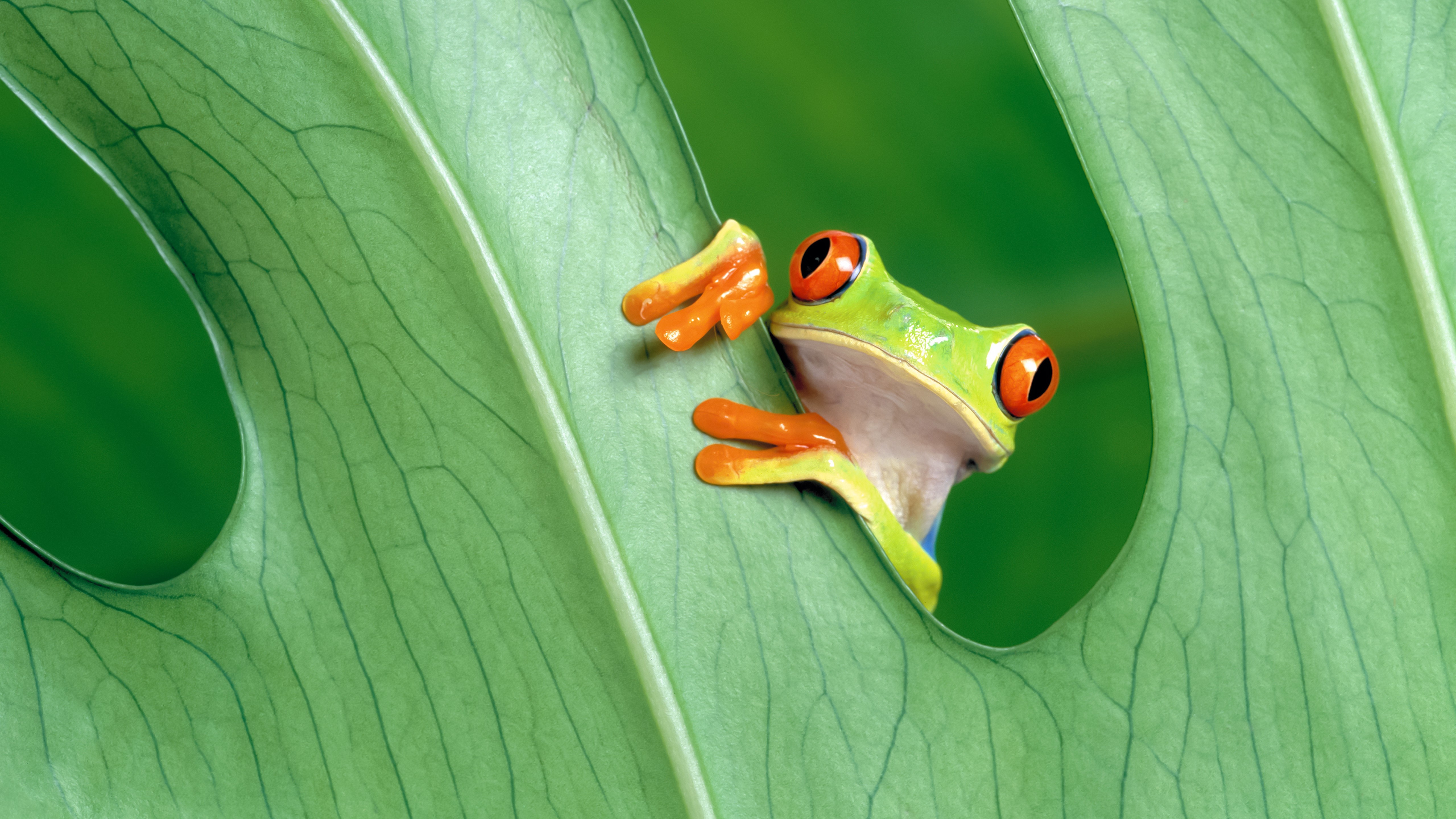 Red Eyed Tree Frogs Animals Frog Amphibian 5120x2880