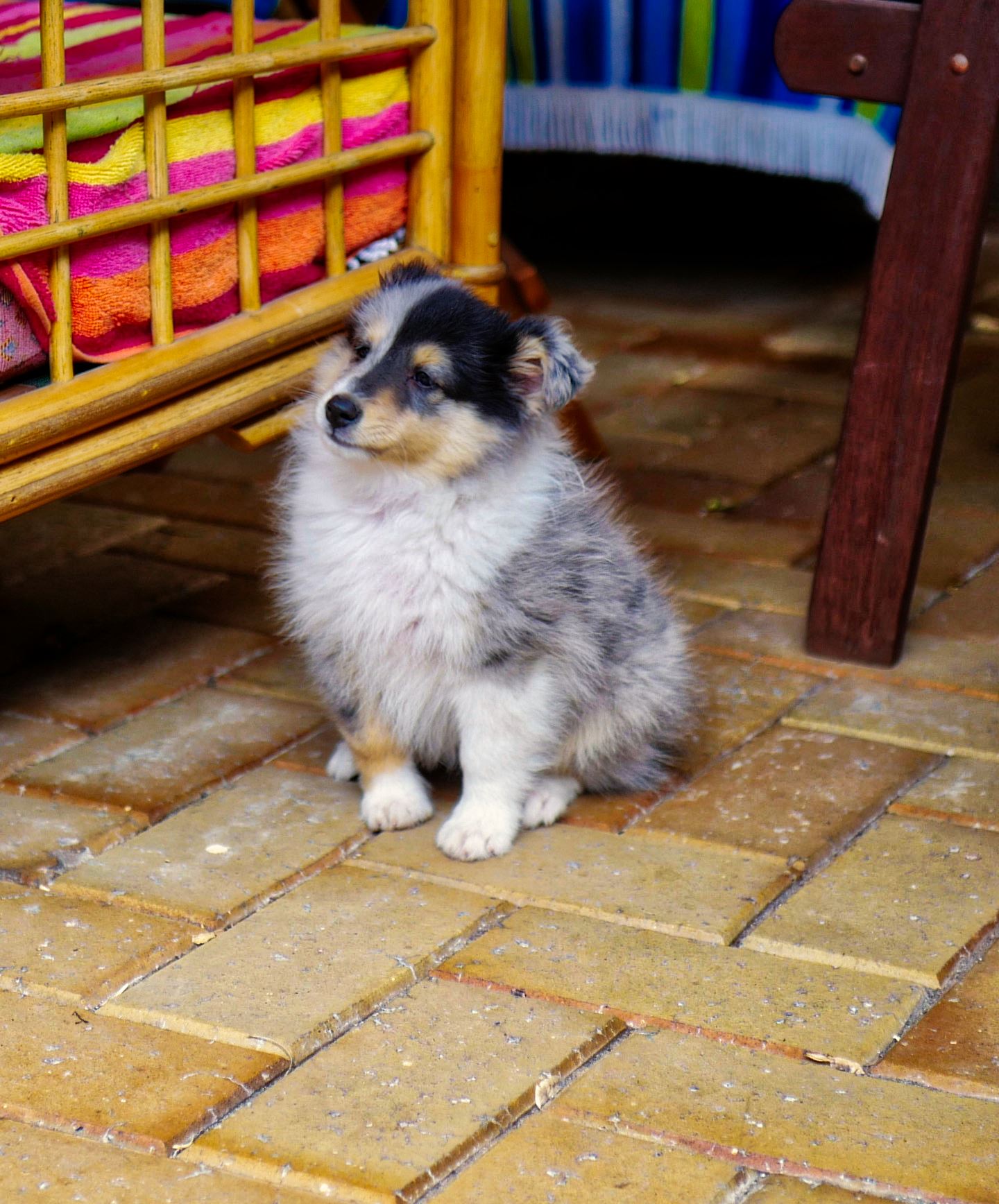 Shetland Sheep Dog Dog Collie Good Boy 1440x1736