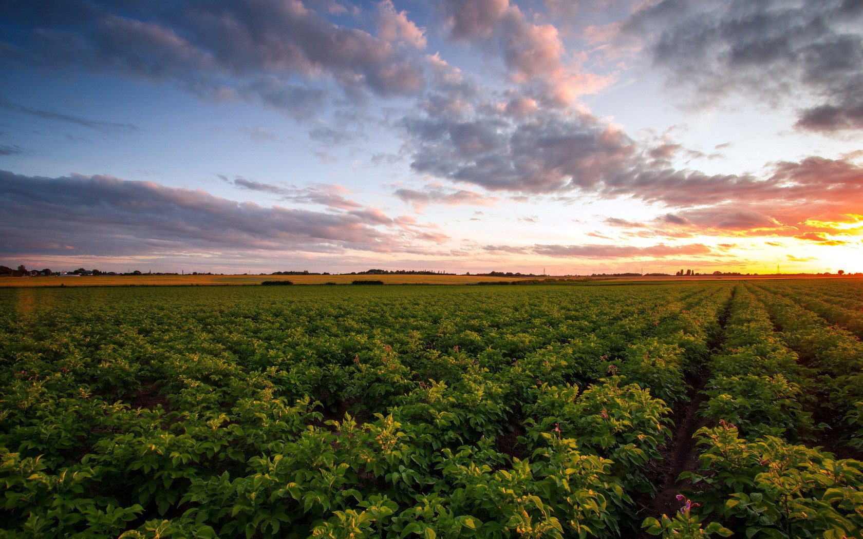 Field Landscape Sunset Sky 1680x1050