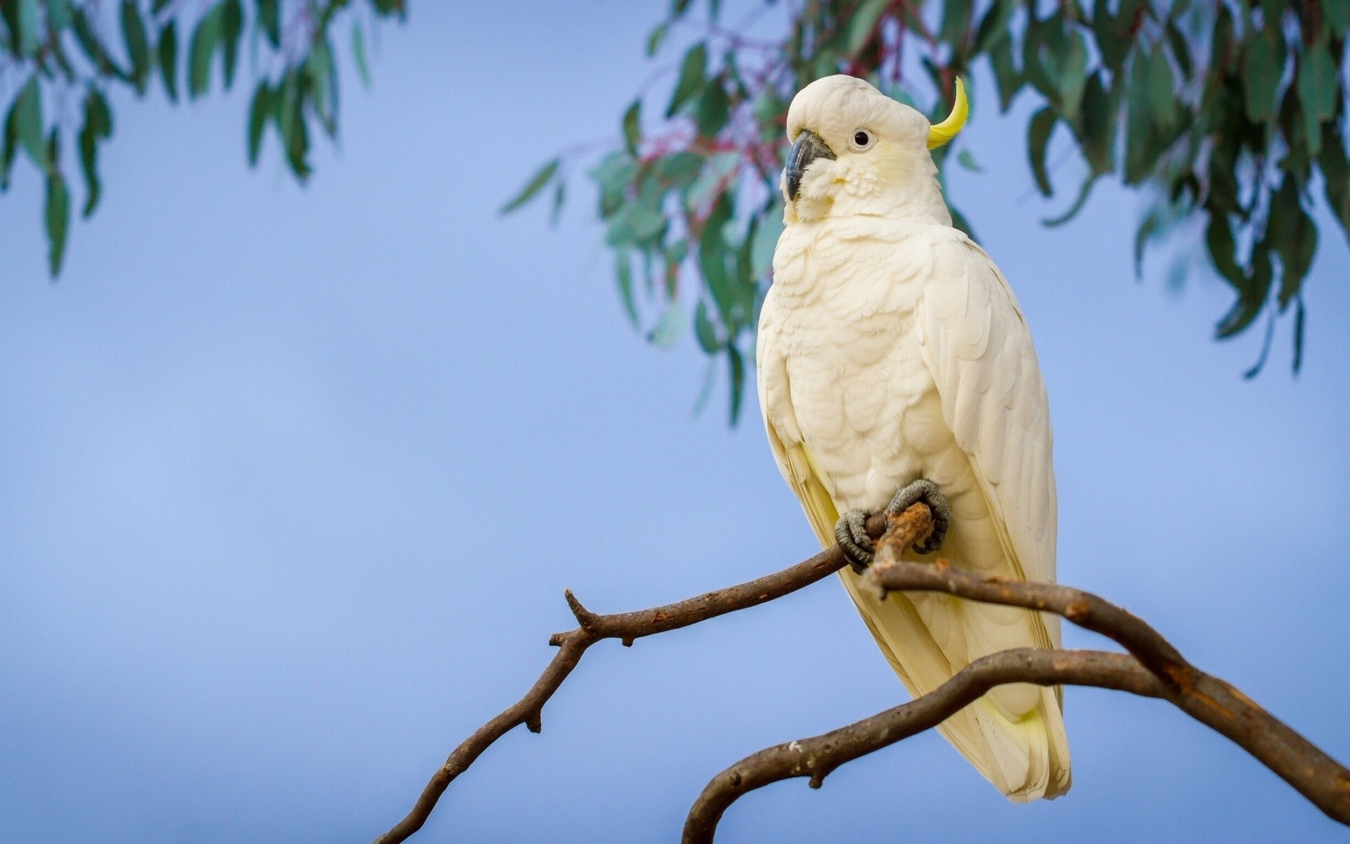 Cockatoo Parrot Sulphur Crested Cockatoo 1920x1200