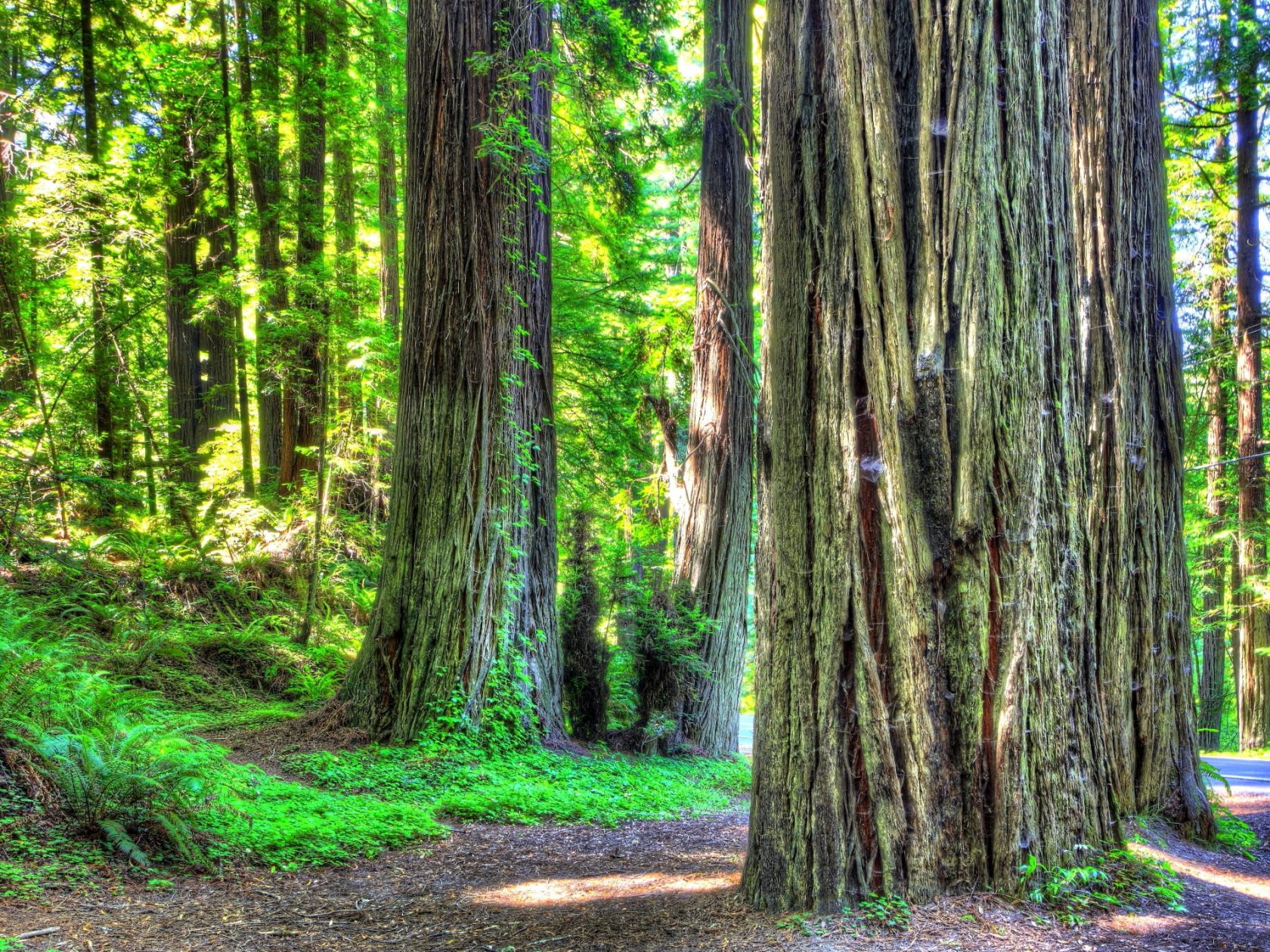 Earth Forest Redwood Green Path 1680x1260