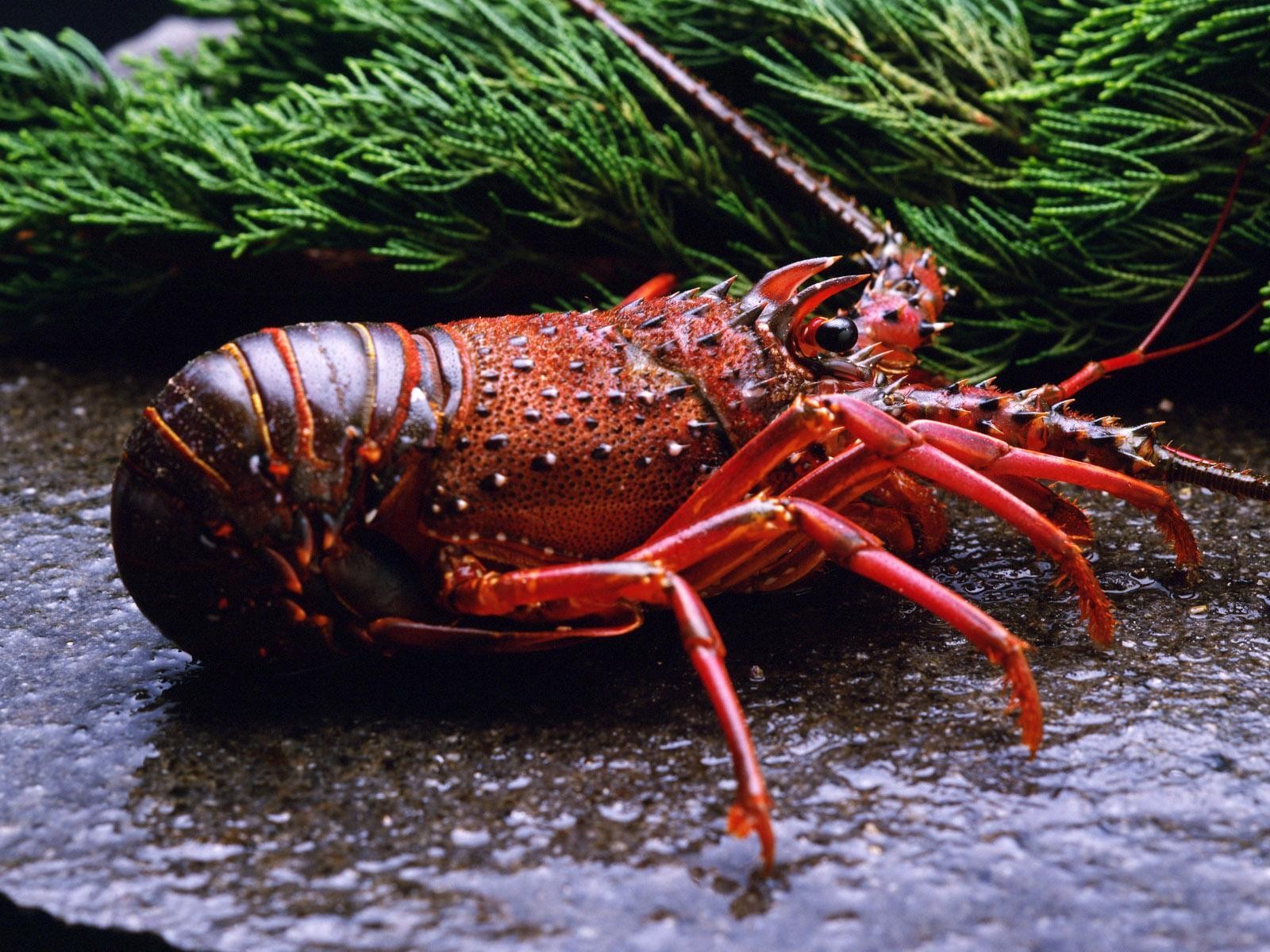 Animals Lobsters Crustaceans 1600x1200