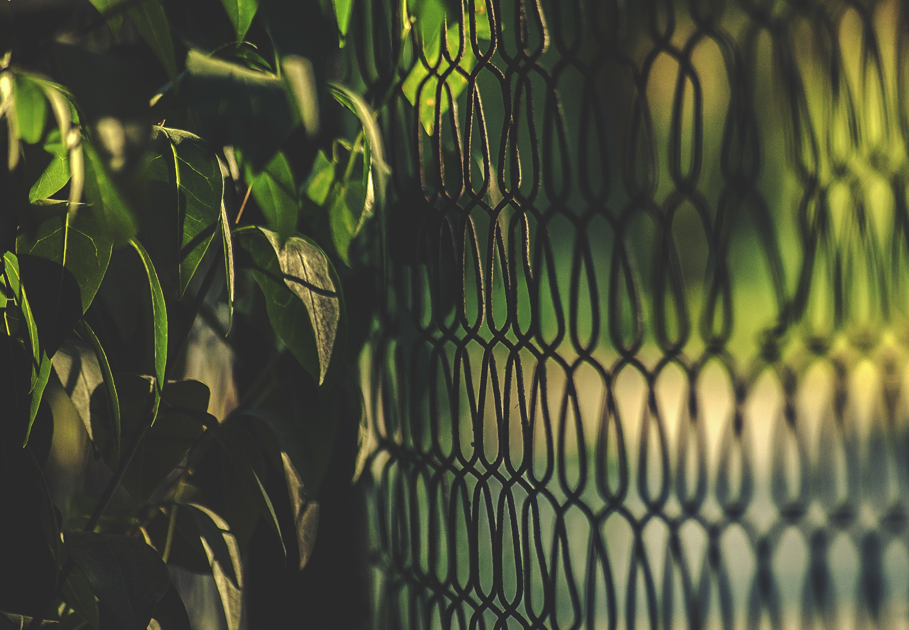 Chain Link Plants Fence Leaves 2973x2060