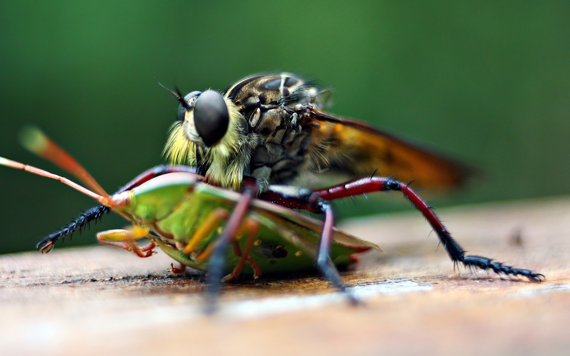 Animals Macro Flies Insect 1920x1200