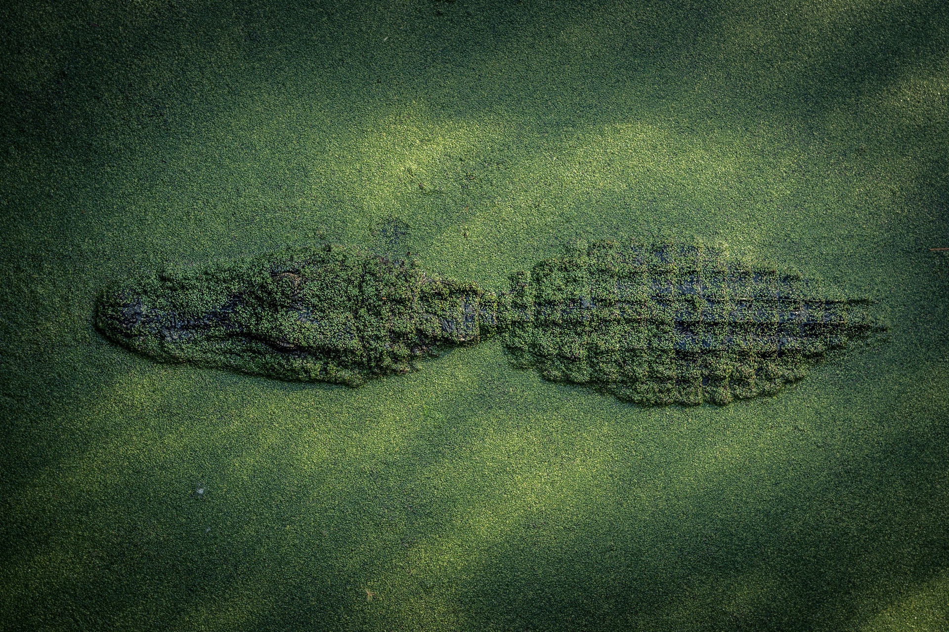 Crocodile Reptiles Animals Water Green Alligators 1920x1280