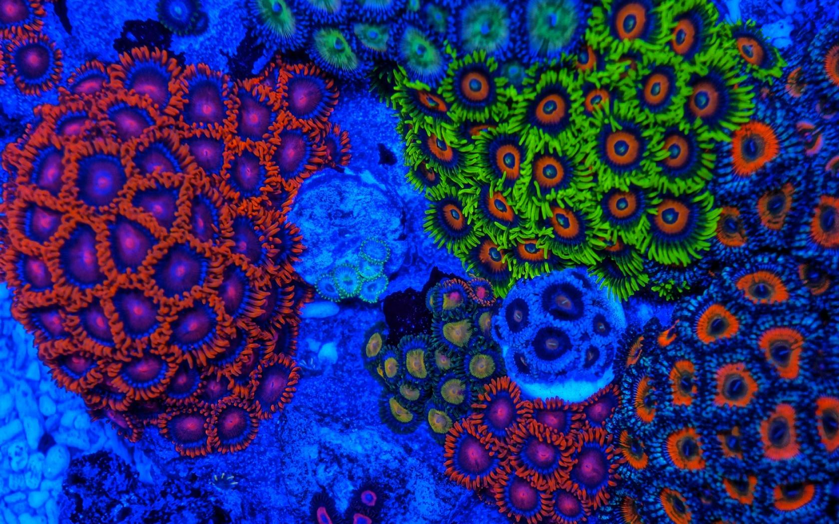 Earth Coral Reef Close Up Colors Colorful 1680x1050
