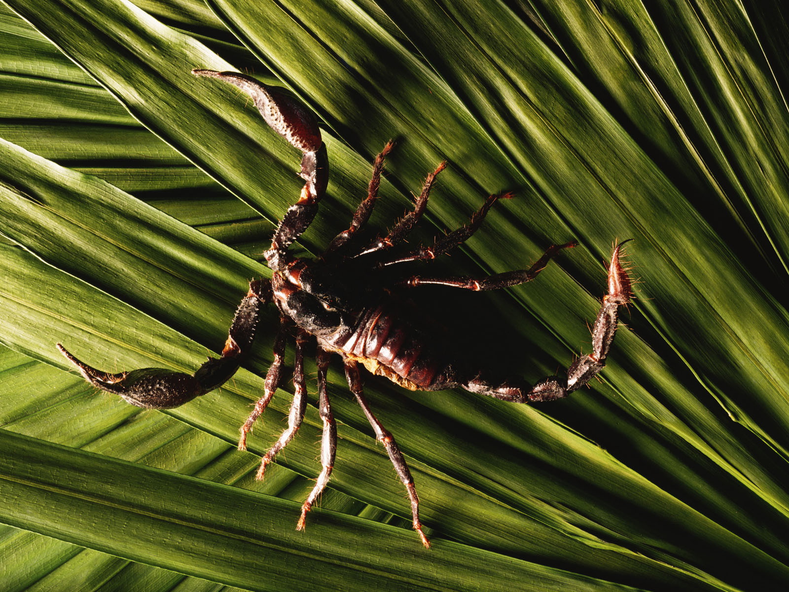 Animal Scorpion 1600x1200