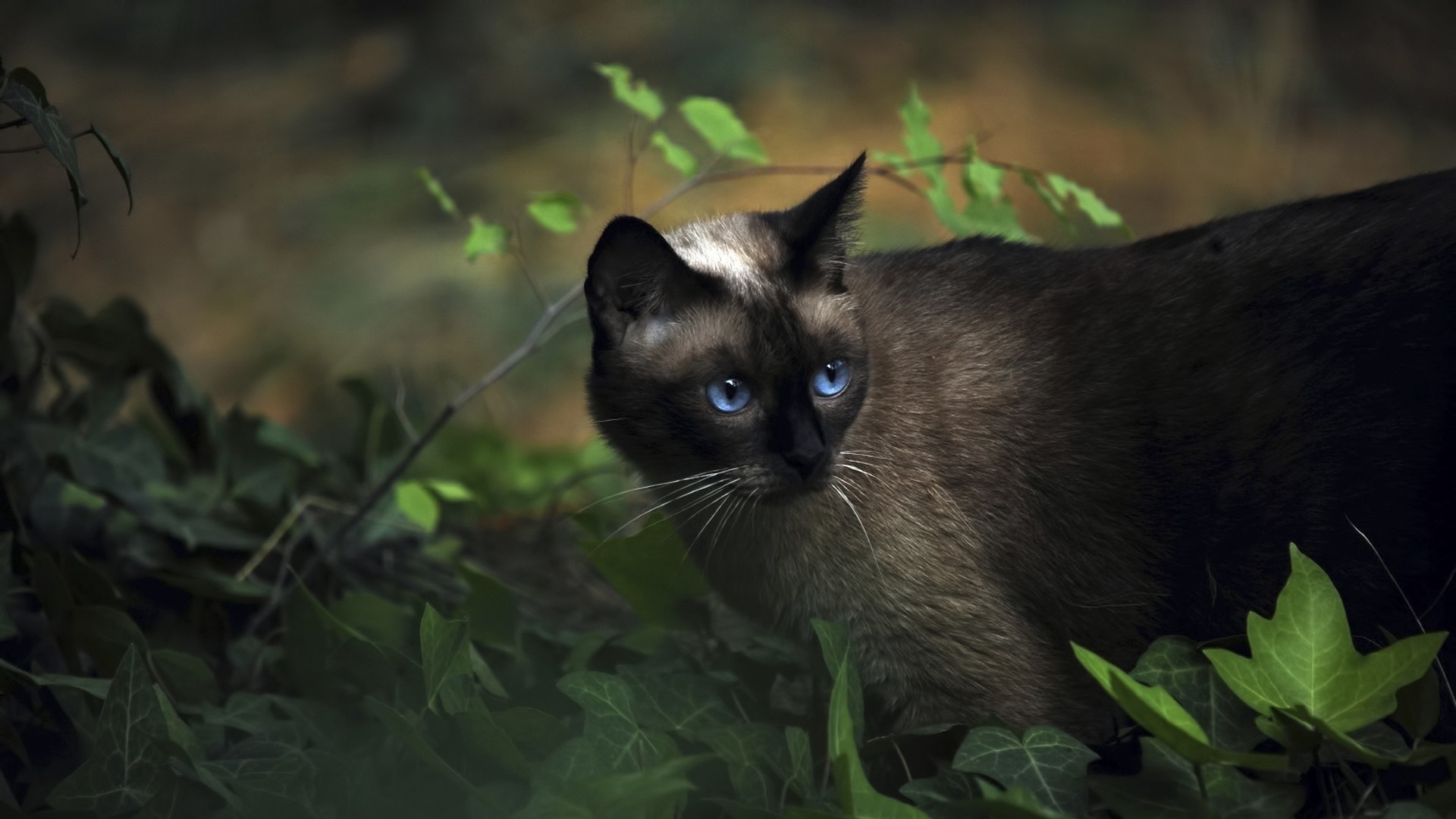 Cats Animals Leaves Plants Blue Eyes Siamese Cats 1920x1080