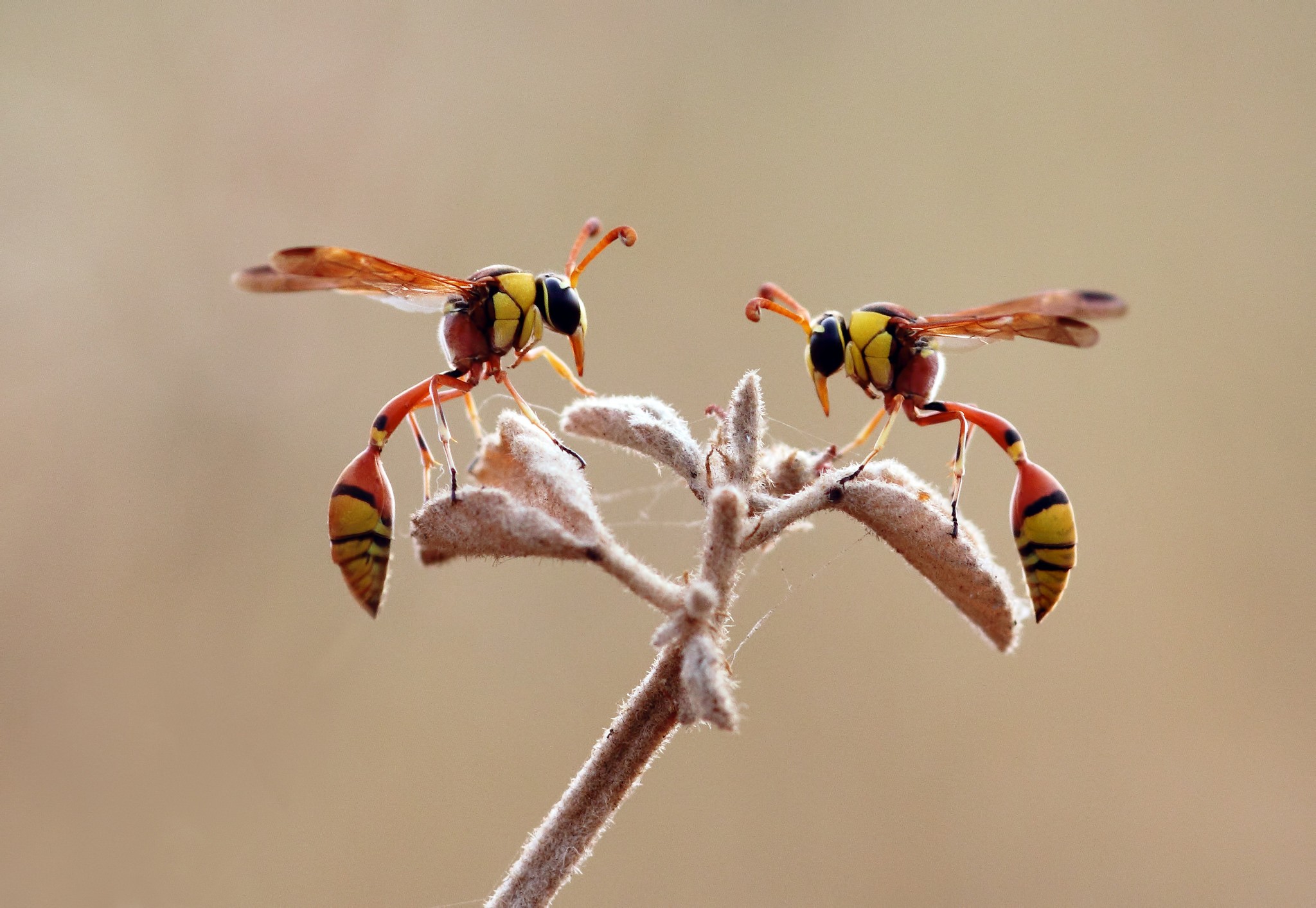 Animals Macro Hymenoptera Wasps Insect 2048x1414