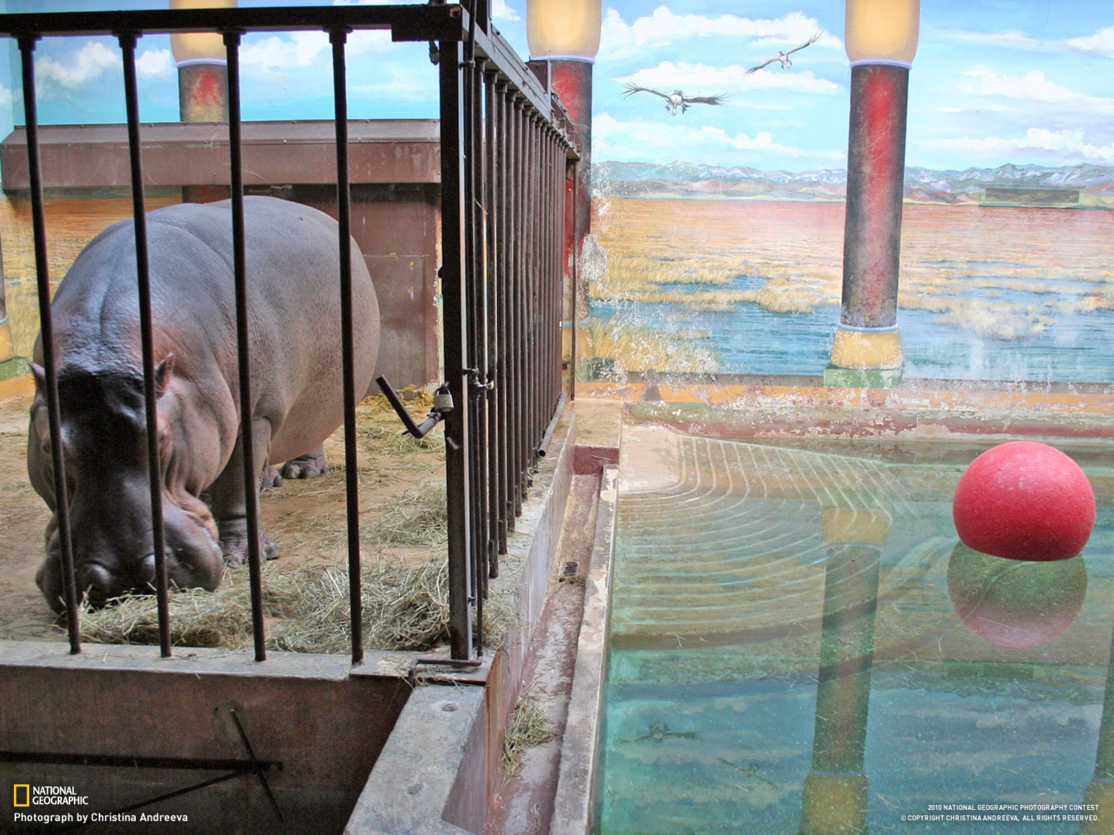 Hippos Cages Animals 1600x1200