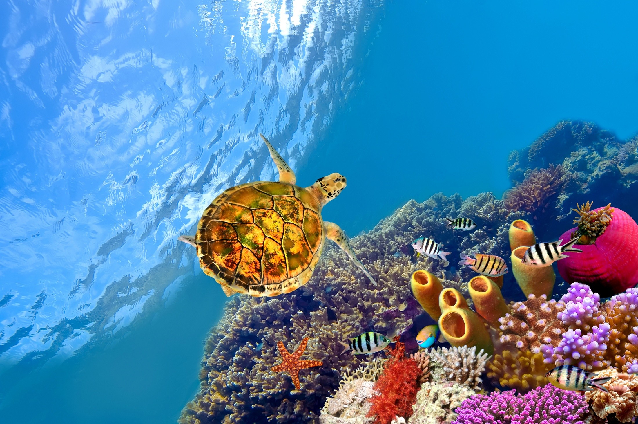 Sea Life Tropical Fish Fish Turtle Starfish Coral 2200x1461