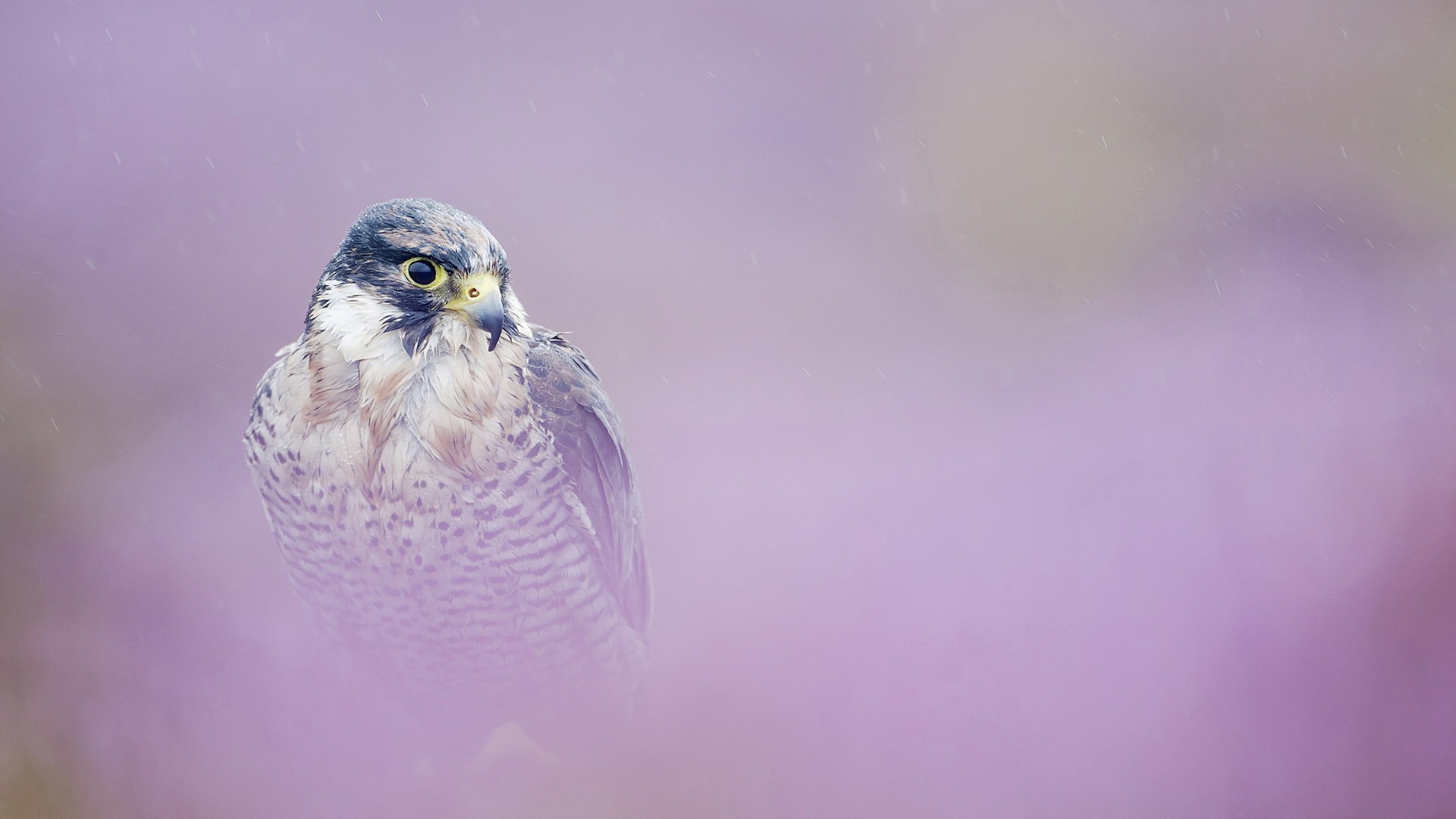 Animal Peregrine Falcon 1920x1080