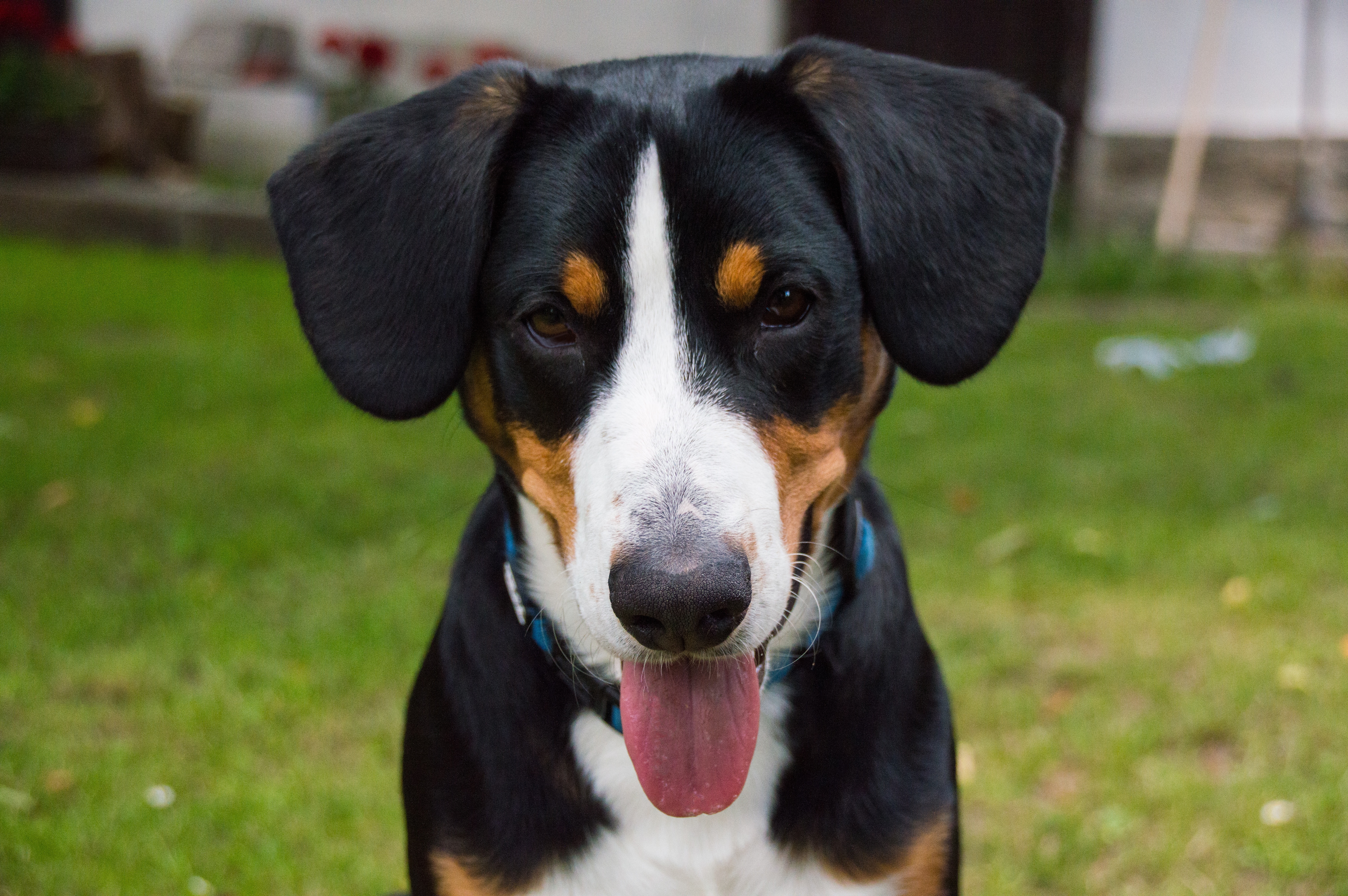 Dog Bernese Mountain Dog Puppy 6016x4000