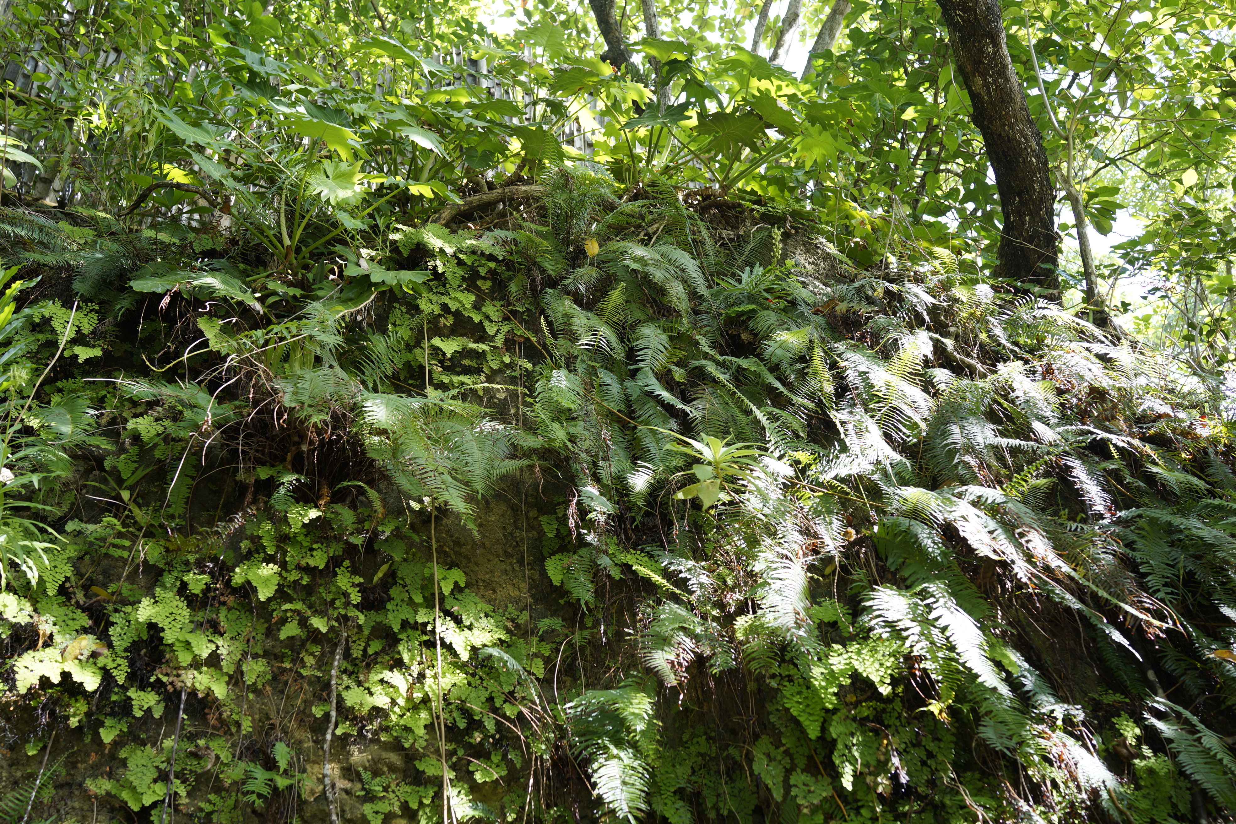 Jamaica Jungle Plants 3936x2624