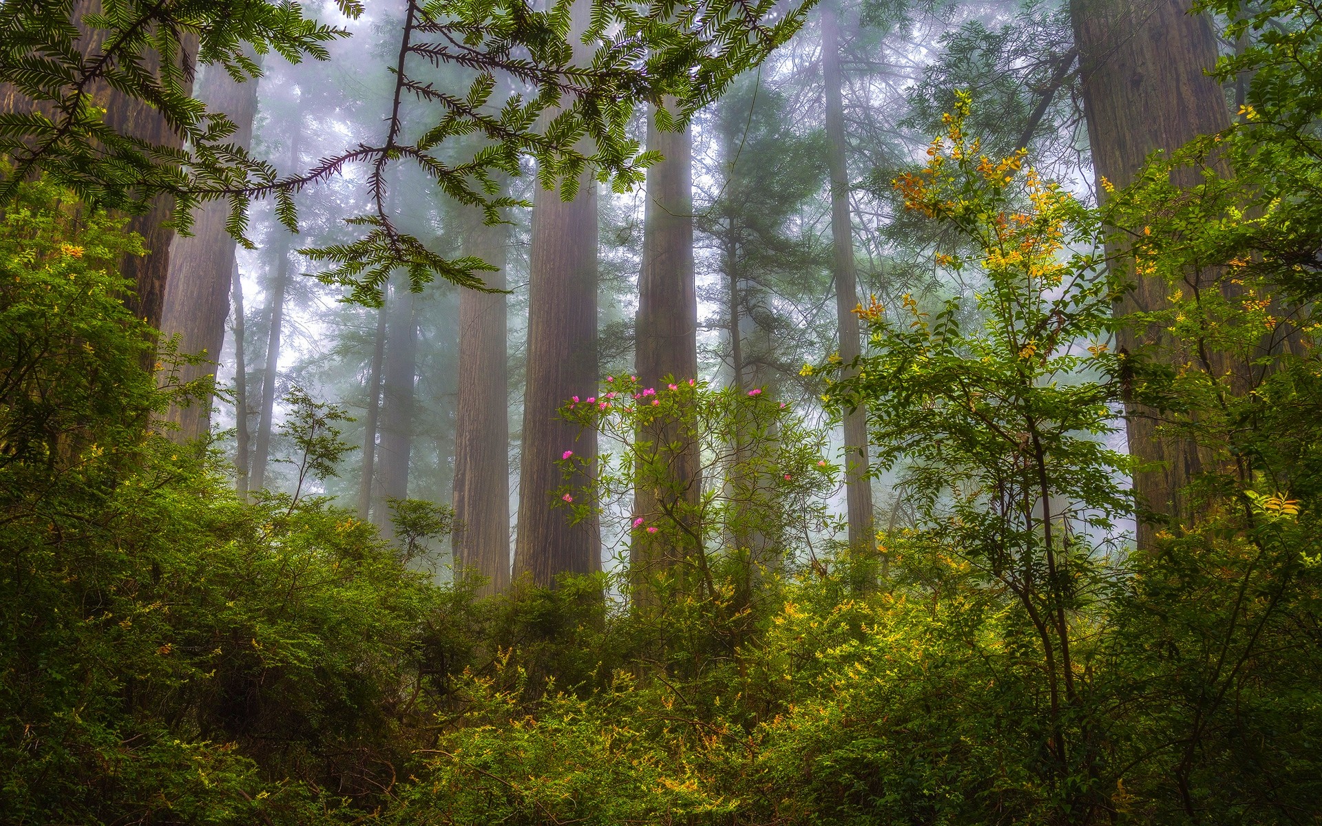 Nature Landscape Mist Forest Redwood Shrubs Wildflowers Trees Morning 1920x1200