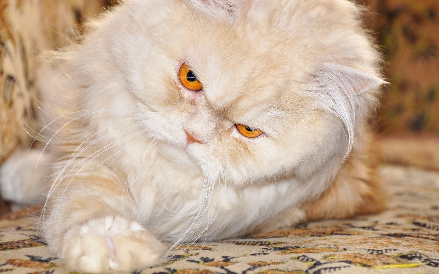 Cats Persian Cat Carpet Grumpy Cat 1440x900