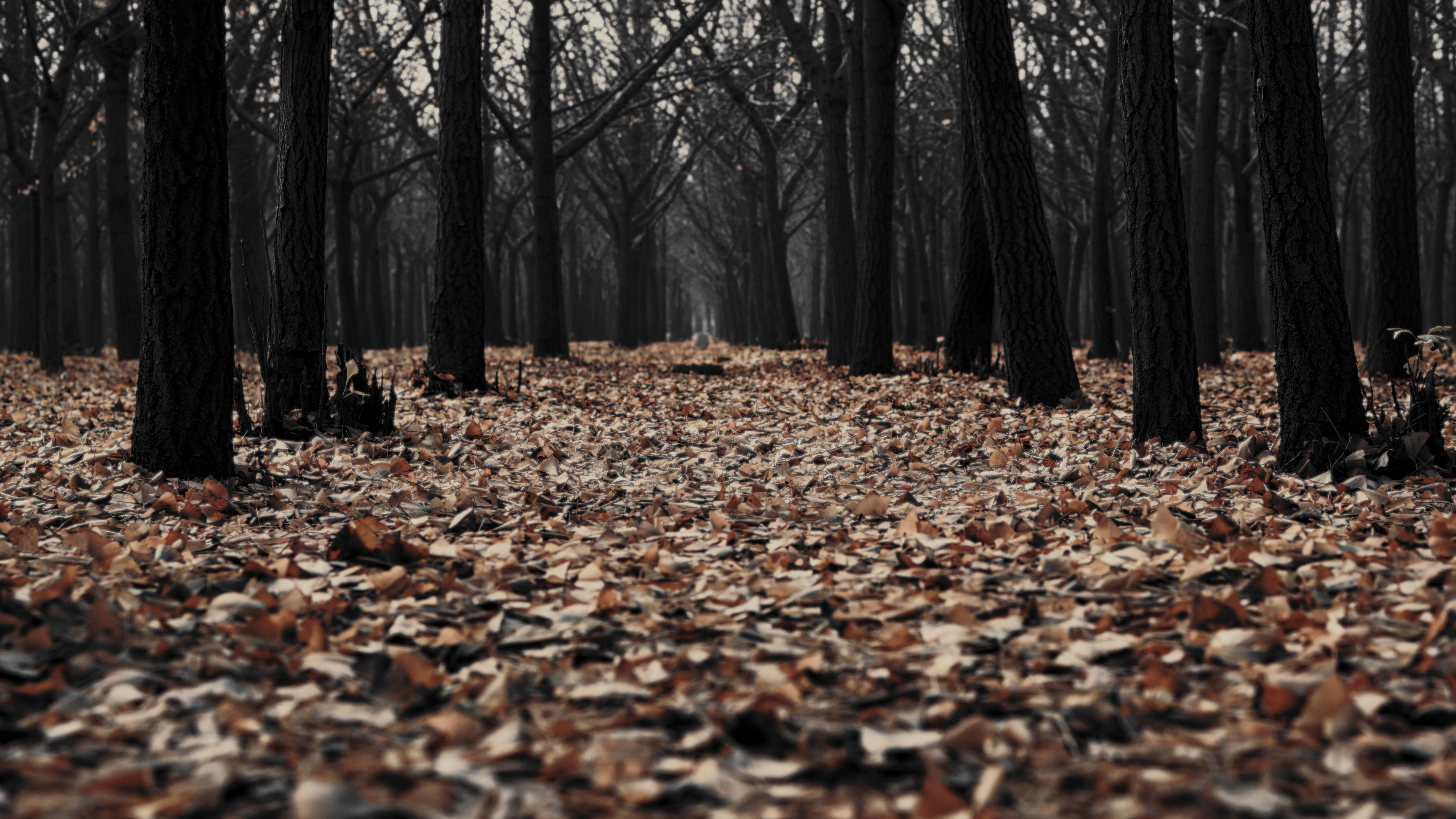 Forest Fall Trees Fallen Leaves Deep Forest Edit Eerie 6000x3375
