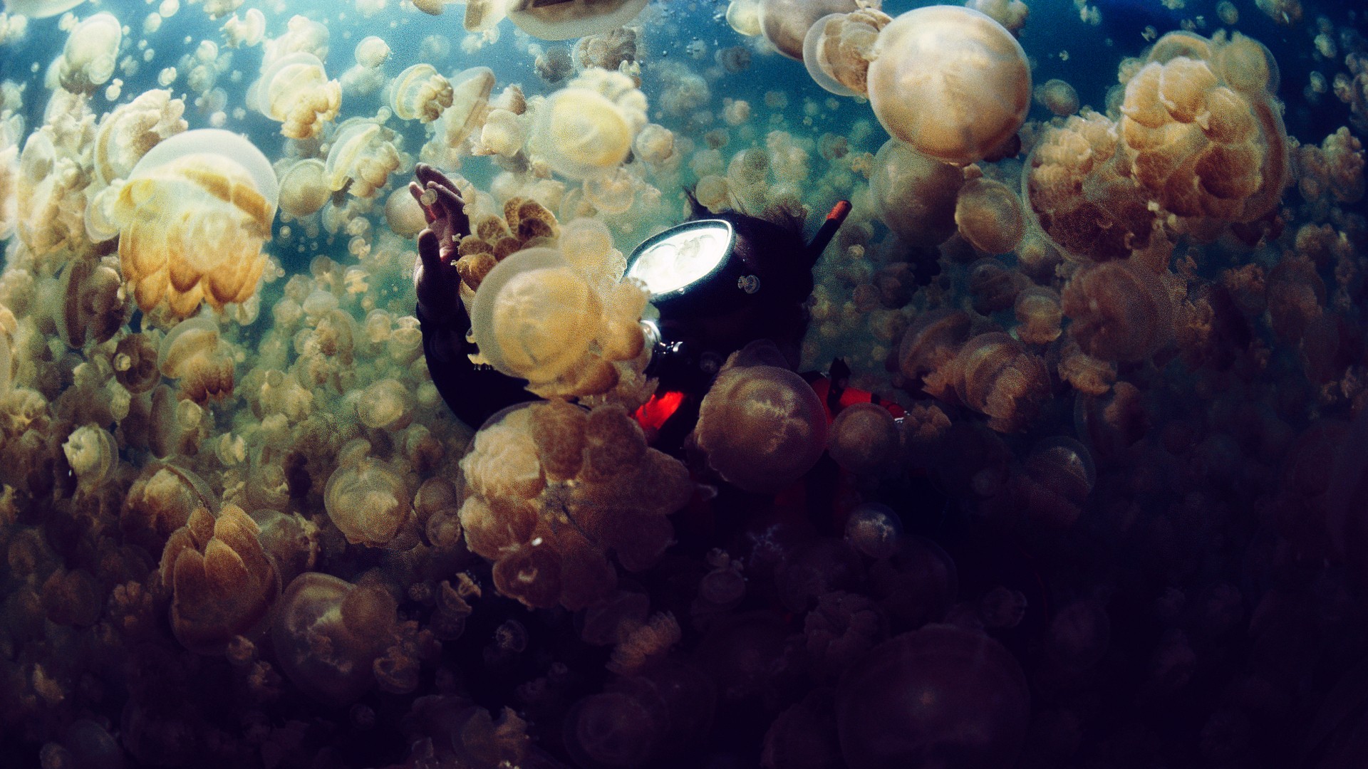 Sea Jellyfish Divers Jellyfish Underwater Photography Underwater Diving 1920x1080