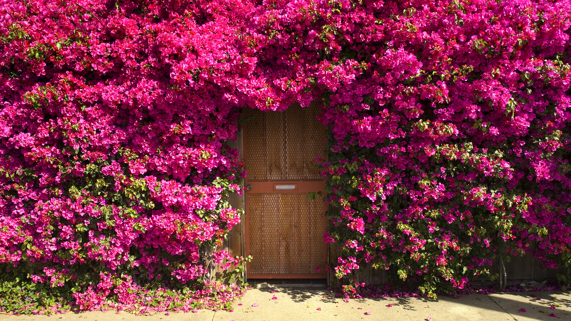 Door Flower Bougainvillea House Pink Flower 1920x1080