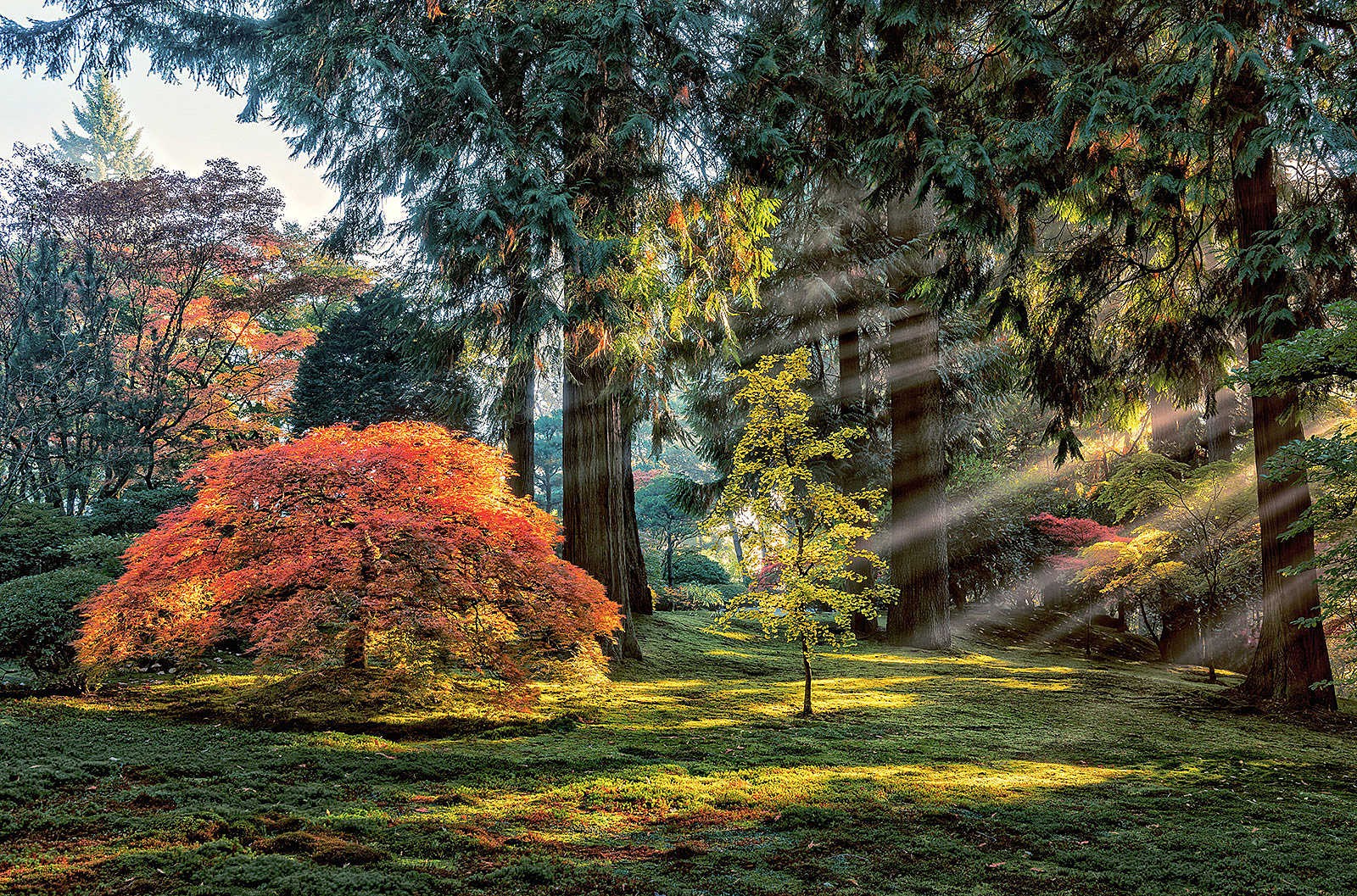 Garden Trees Maple Leaves Sun Rays Park Morning Grass Nature Landscape 1600x1057