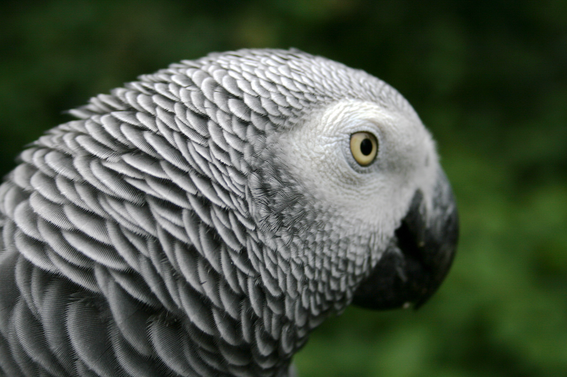 Animal African Grey Parrot 1936x1288