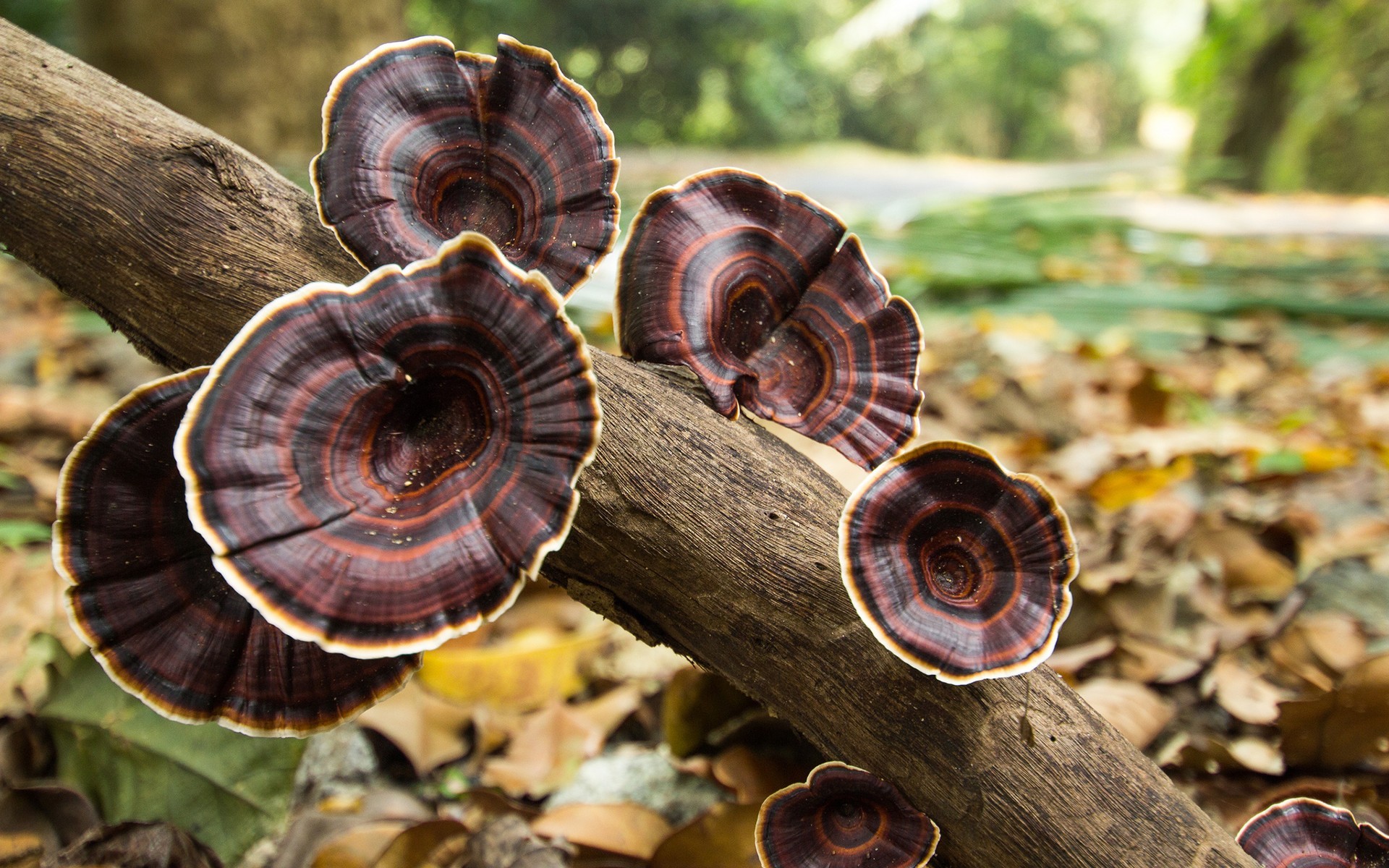 Nature Mushroom Tree Trunk Fall Depth Of Field Fungus 1920x1200