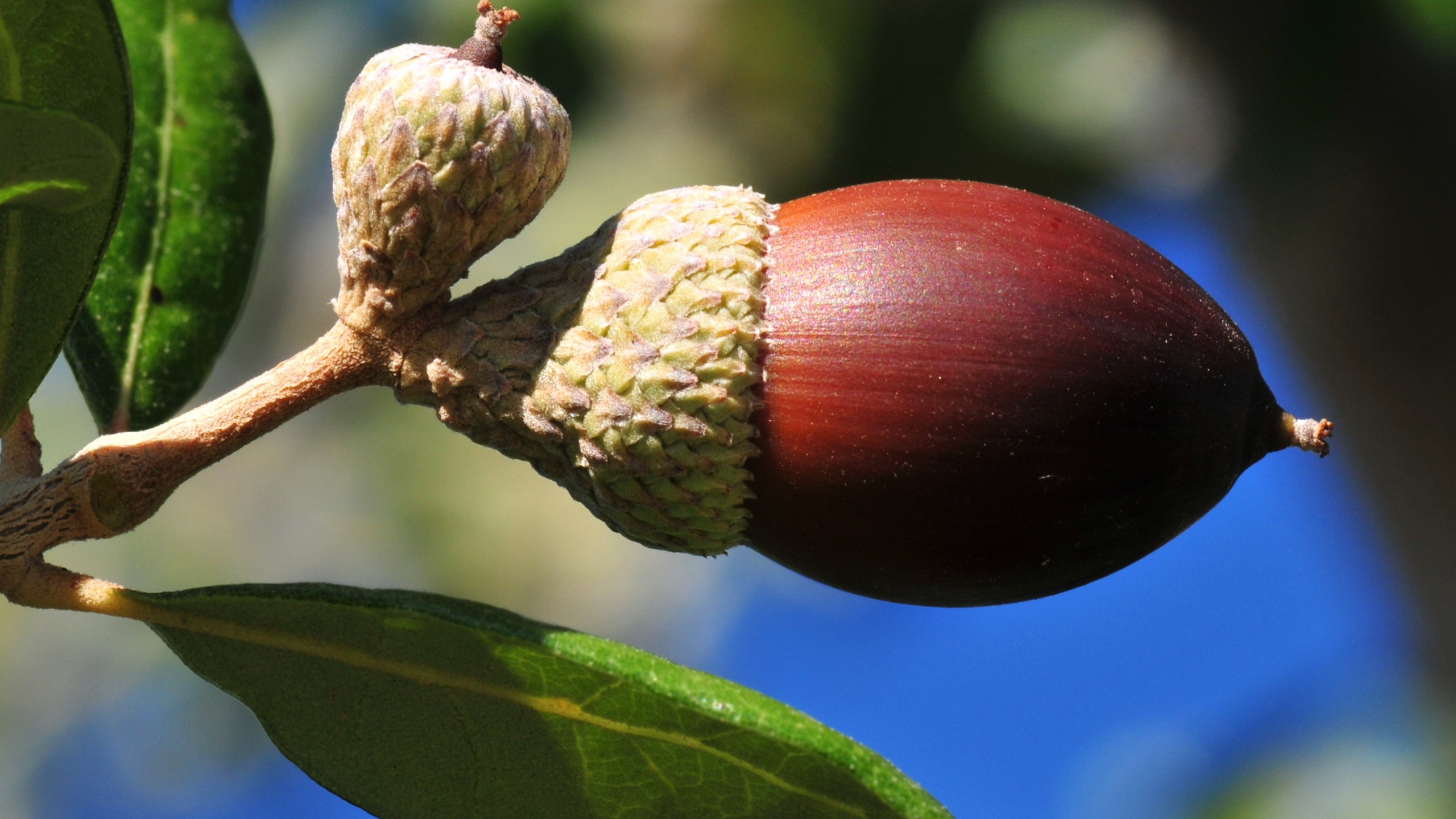 Acorn 2560x1440