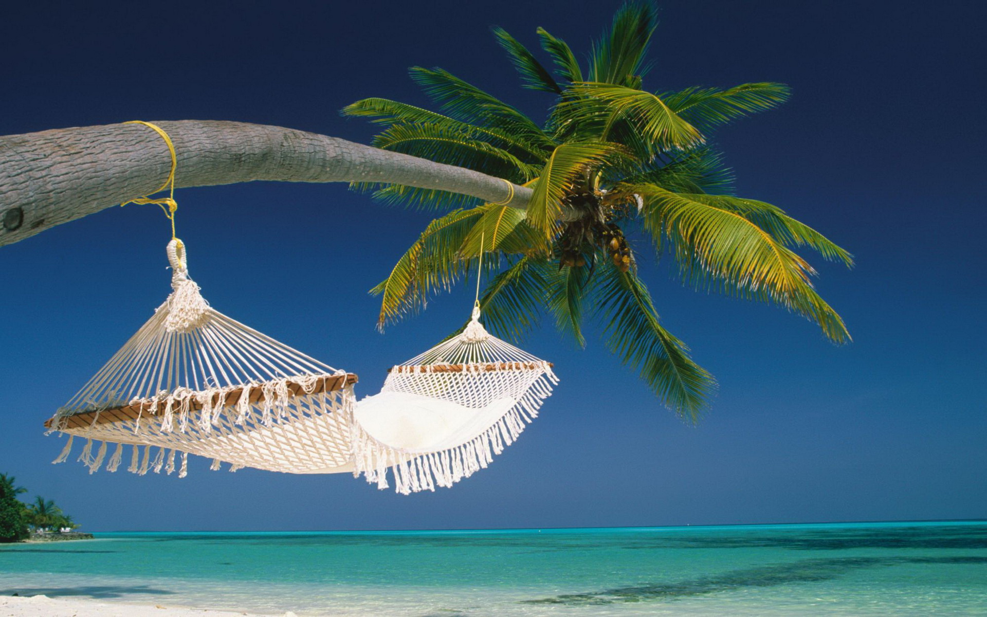 Tropical Palm Tree Hammock 1920x1200