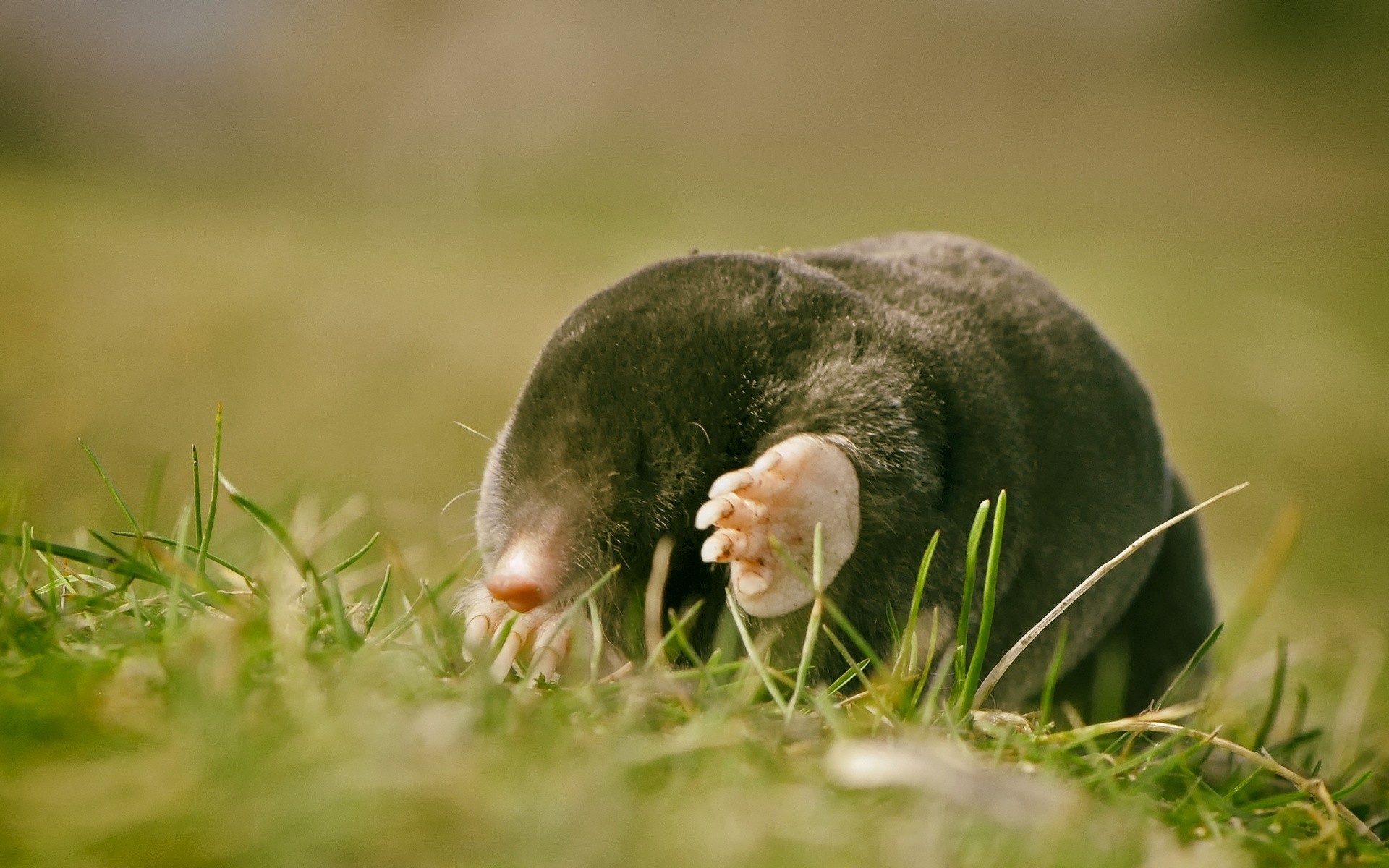 Mole Animals Grass 1920x1200