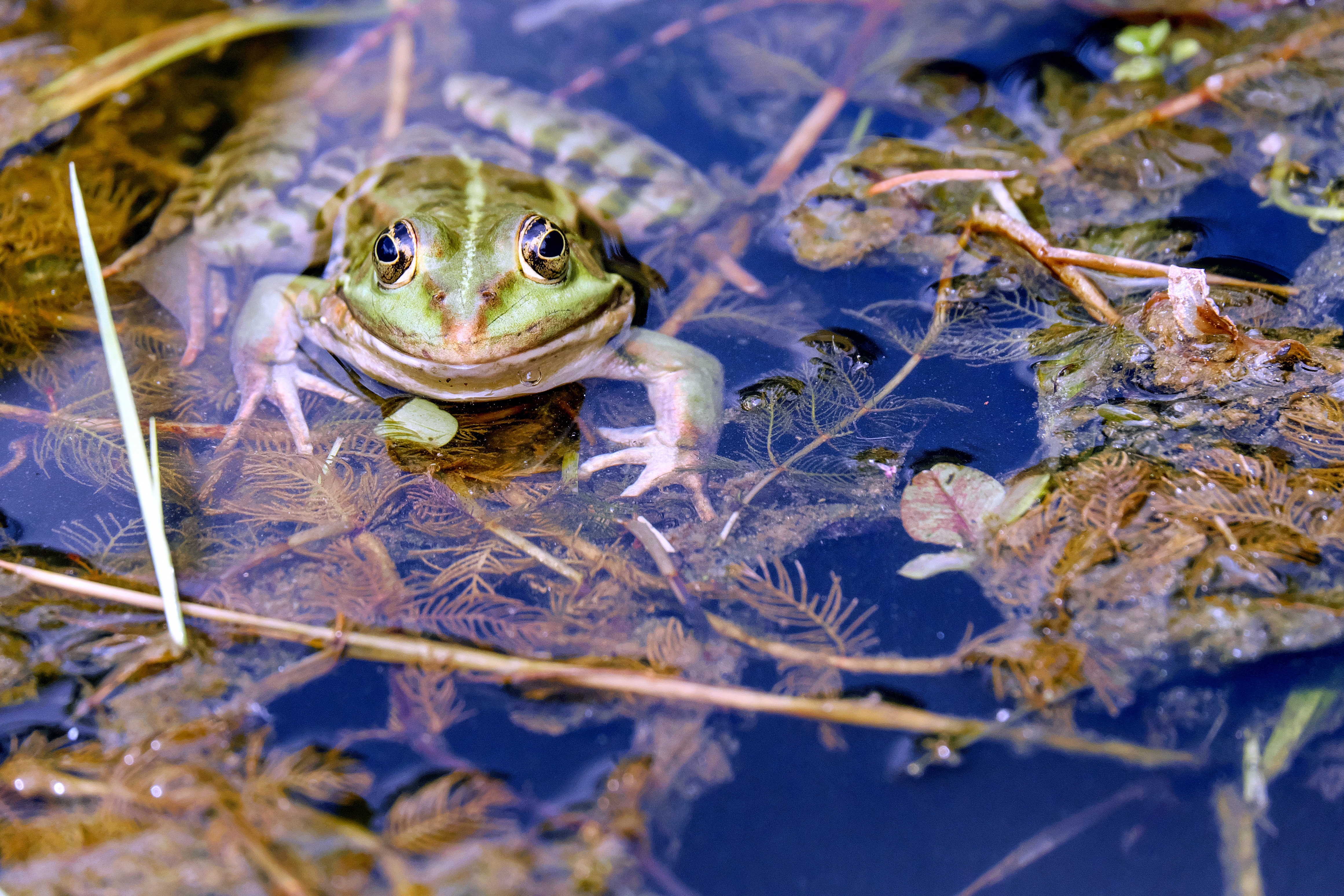 Frog Algae Water 4644x3096