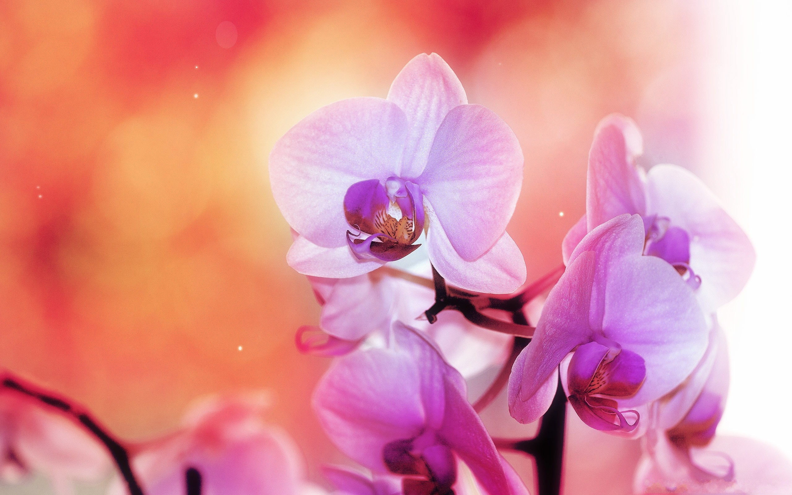 Pink Flowers Orchids Flowers 2560x1600