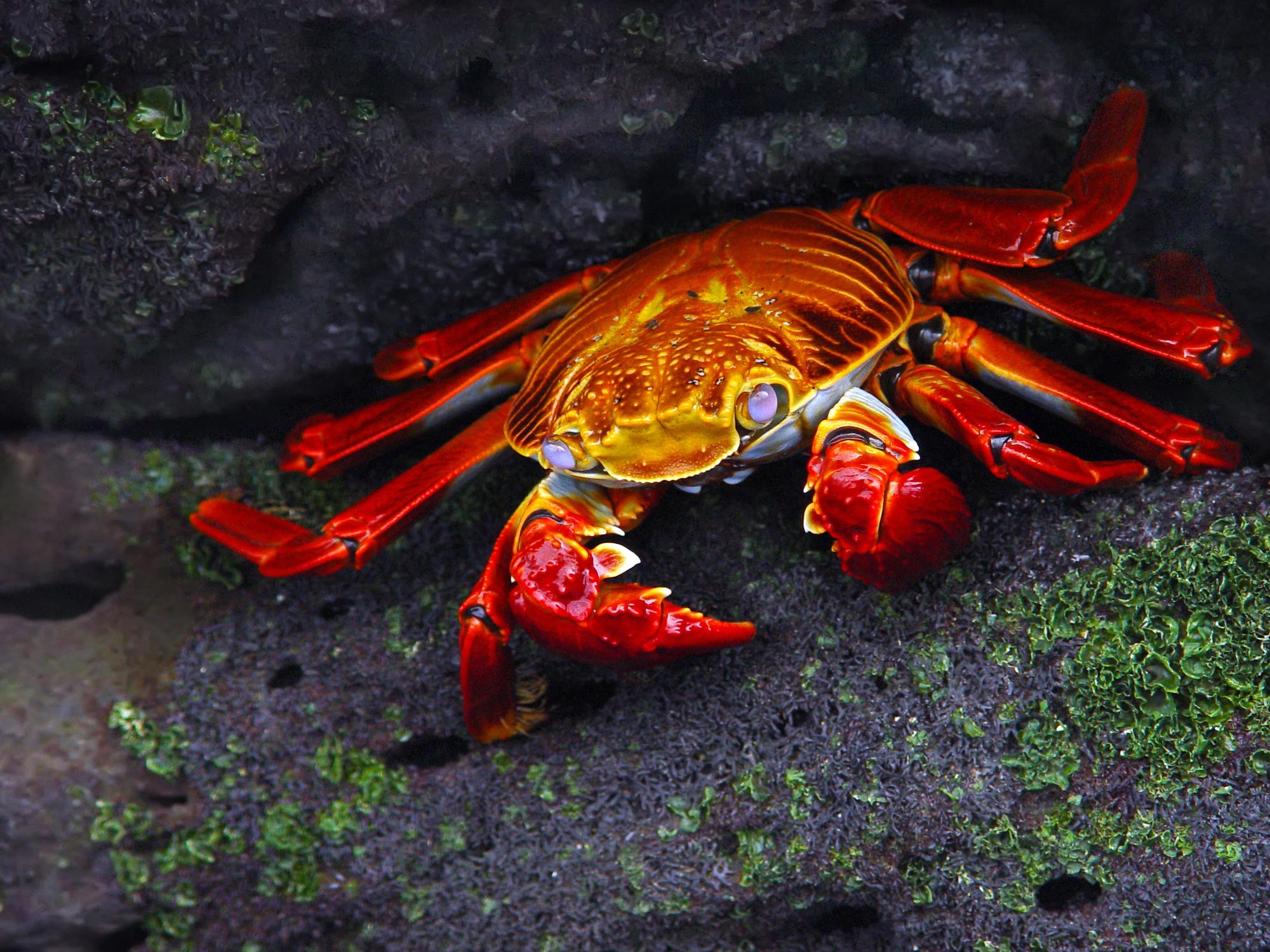 Crabs Animals Nature Grapsus Crustaceans Red 2000x1500