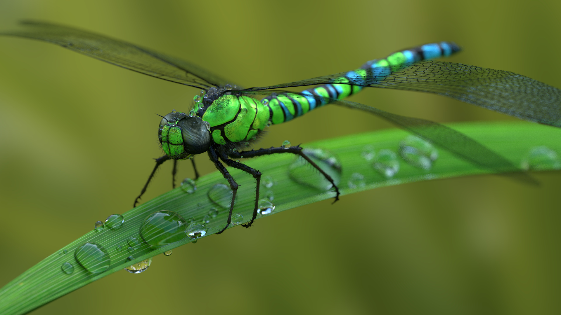Animals Dragonflies Macro Water Drops 1920x1080