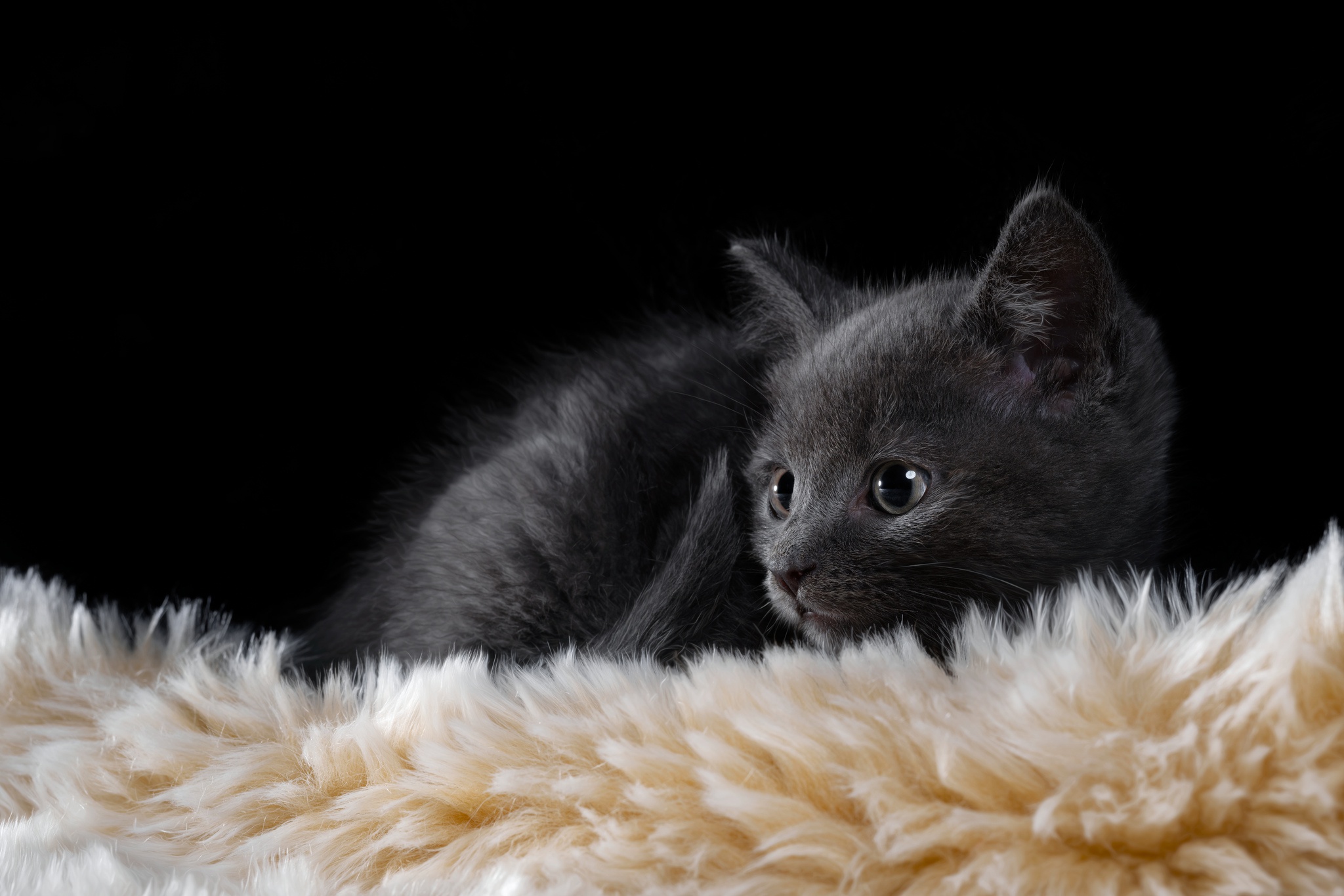 Cats Animals Carpets Black Feline Kittens 2048x1365