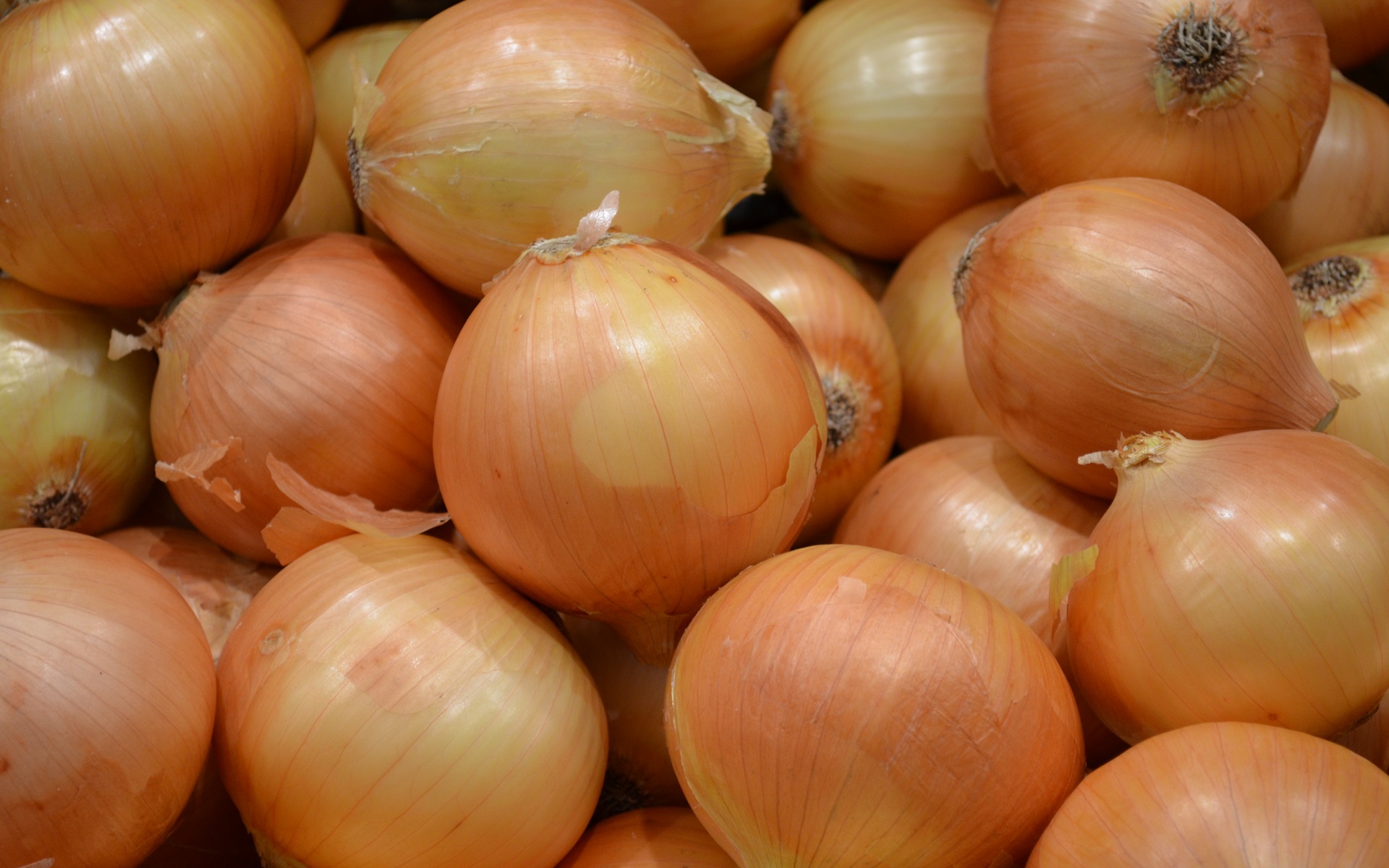 Onion Vegetable Close Up 1920x1200