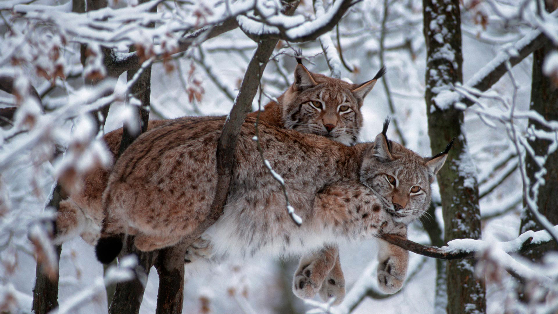 Animals Mammals Snow Trees Bobcat Lynx 1920x1080