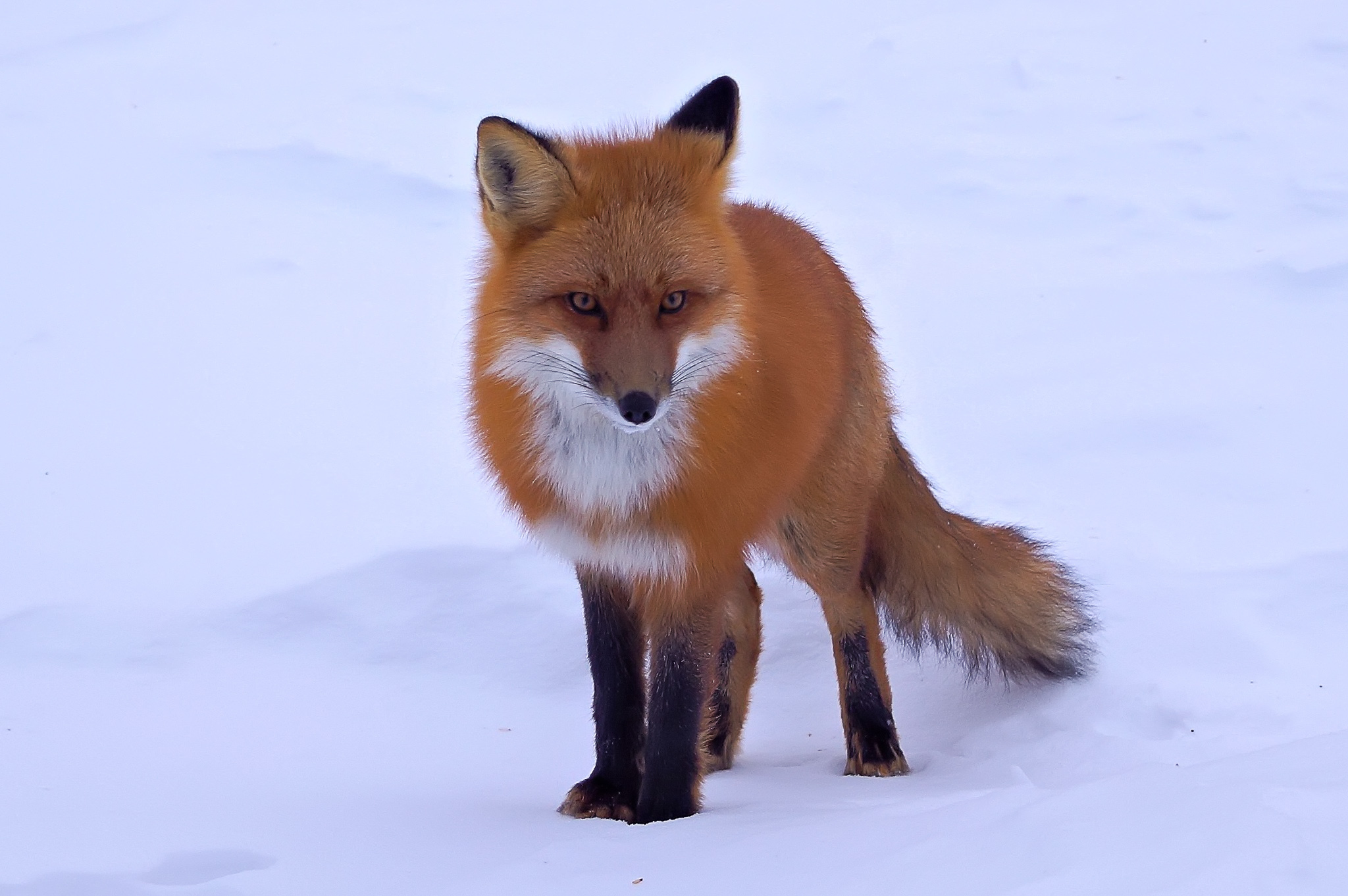 Fox Red Fox Snow 2048x1362